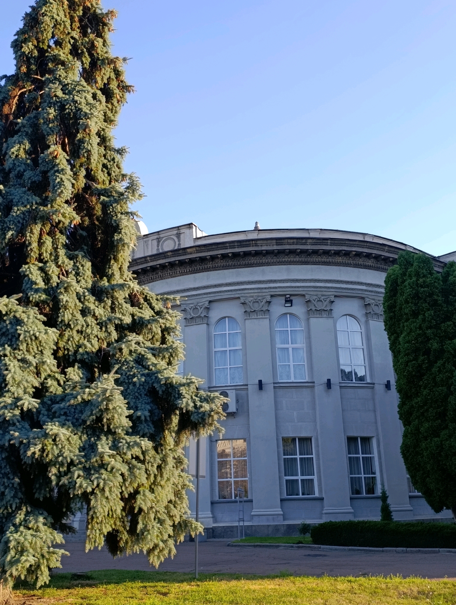 A tall, mature blue spruce tree, with its characteristic feathery foliage, dominates the left side of the frame, casting some shadow and partially obscuring a light gray, circular building in the background. The building features a classical architectural style with fluted pilasters, arched windows with white grilles and curtains, and a decorative frieze along the top. To the right of the building, another, darker green coniferous tree stands, also partially framing the structure. The foreground consists of a patch of green grass, transitioning to a paved surface, possibly a sidewalk or road, with a manicured hedge lining the edge. The sky above is a clear, pale blue, indicating a sunny day. This scene is of the Cherkasy Regional Music and Drama Theater named after Taras Shevchenko, located in Cherkasy, Ukraine.
