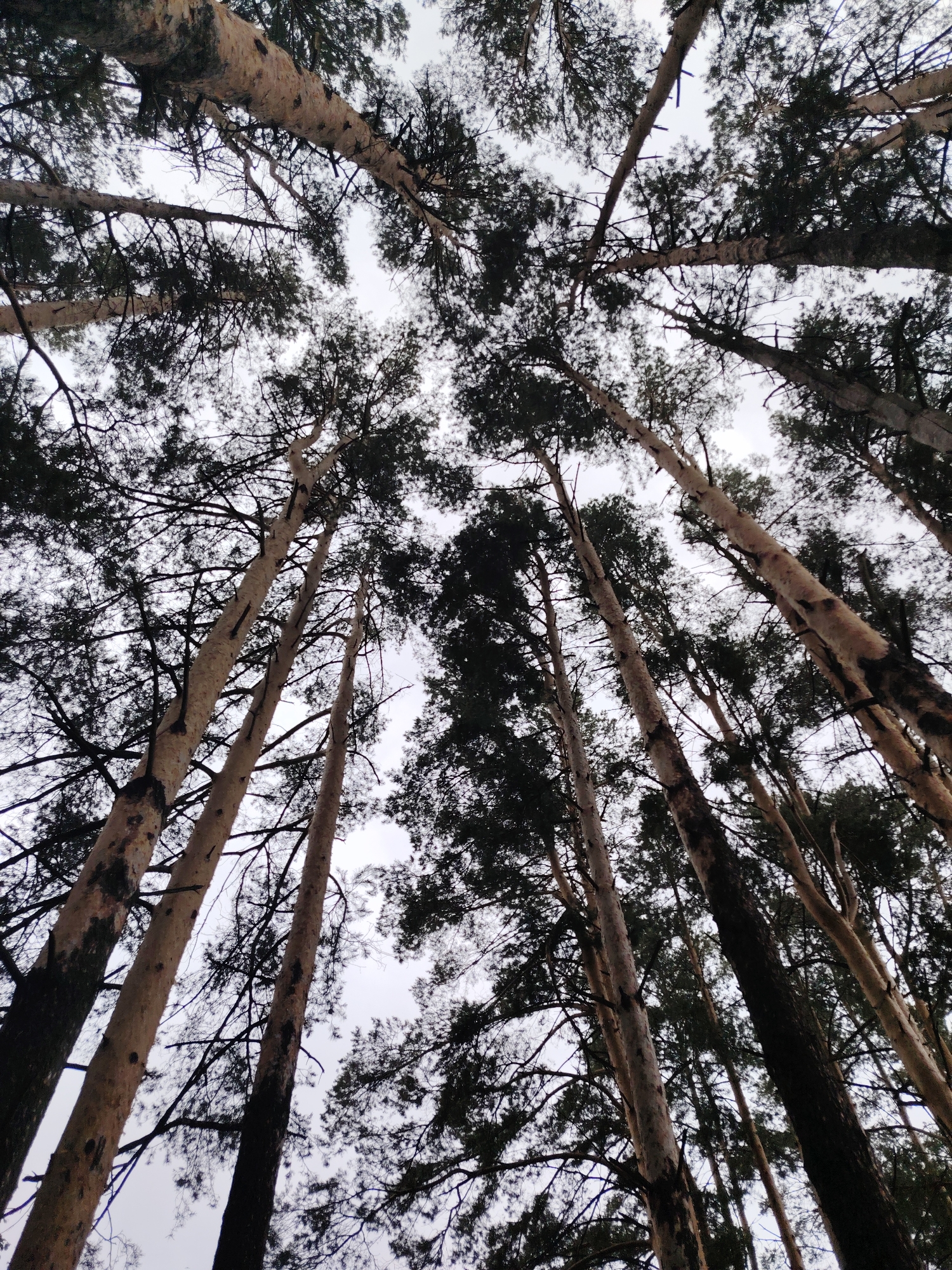 The image shows a view looking upwards through a dense forest in Chaikovsky, Russia. The tree trunks are tall and mostly straight, with light-colored bark that has dark markings. The branches extend outwards, forming a canopy of dark green needles and bare branches that fill the upper portion of the frame. The sky is visible through gaps in the canopy, appearing overcast and gray. The image has a high vantage point, indicating the perspective of someone standing beneath the trees, looking directly up. The lighting is diffused, with no strong shadows, creating a somber and muted atmosphere.