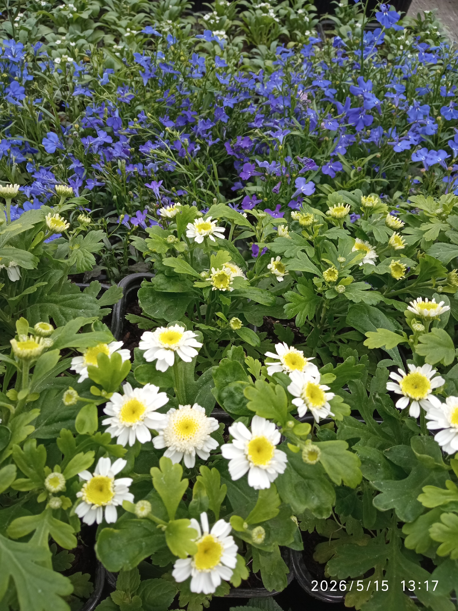 The image depicts a garden scene likely taken on May 15, 2026, based on the date stamp. In the foreground are plants with white flowers that have yellow centers, surrounded by green leaves. Behind them, there is another layer of plants with small blue flowers. The plants appear to be in black plastic pots. The overall impression is one of a nursery or garden center. The scene suggests a well-lit, outdoor setting. There are no people visible. The precise location within Krasnoyarsk, Russia, is not discernable from the image alone.