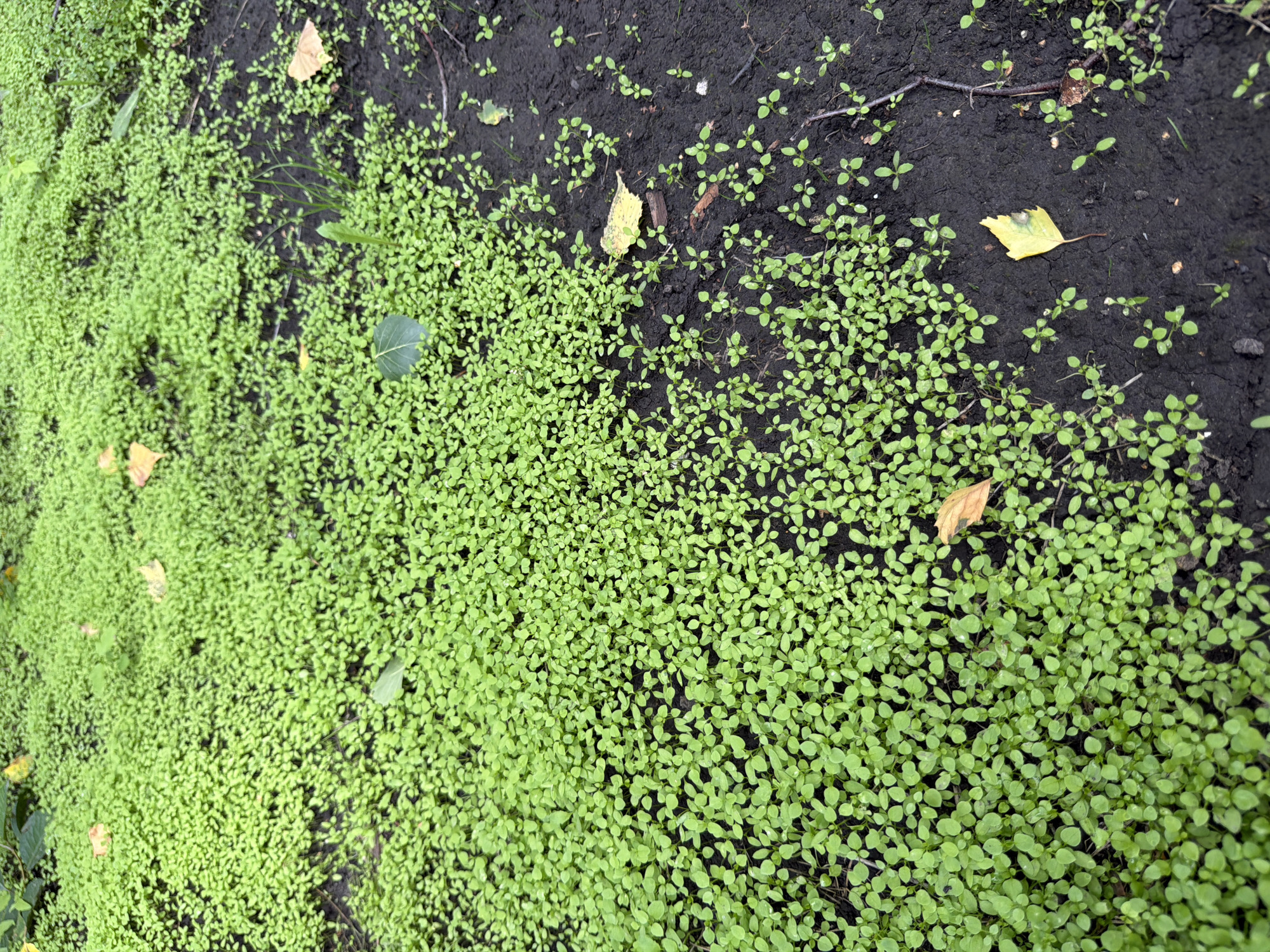 The image shows a patch of ground with dense, small green seedlings and a portion of dark soil with scattered yellow leaves. The location is described as being within the city of Altayskiye Zori, Russia. There are no people or animals visible in the scene. The environment appears to be an outdoor ground cover, possibly a garden bed or a natural area. The lighting suggests it may be overcast or shaded.