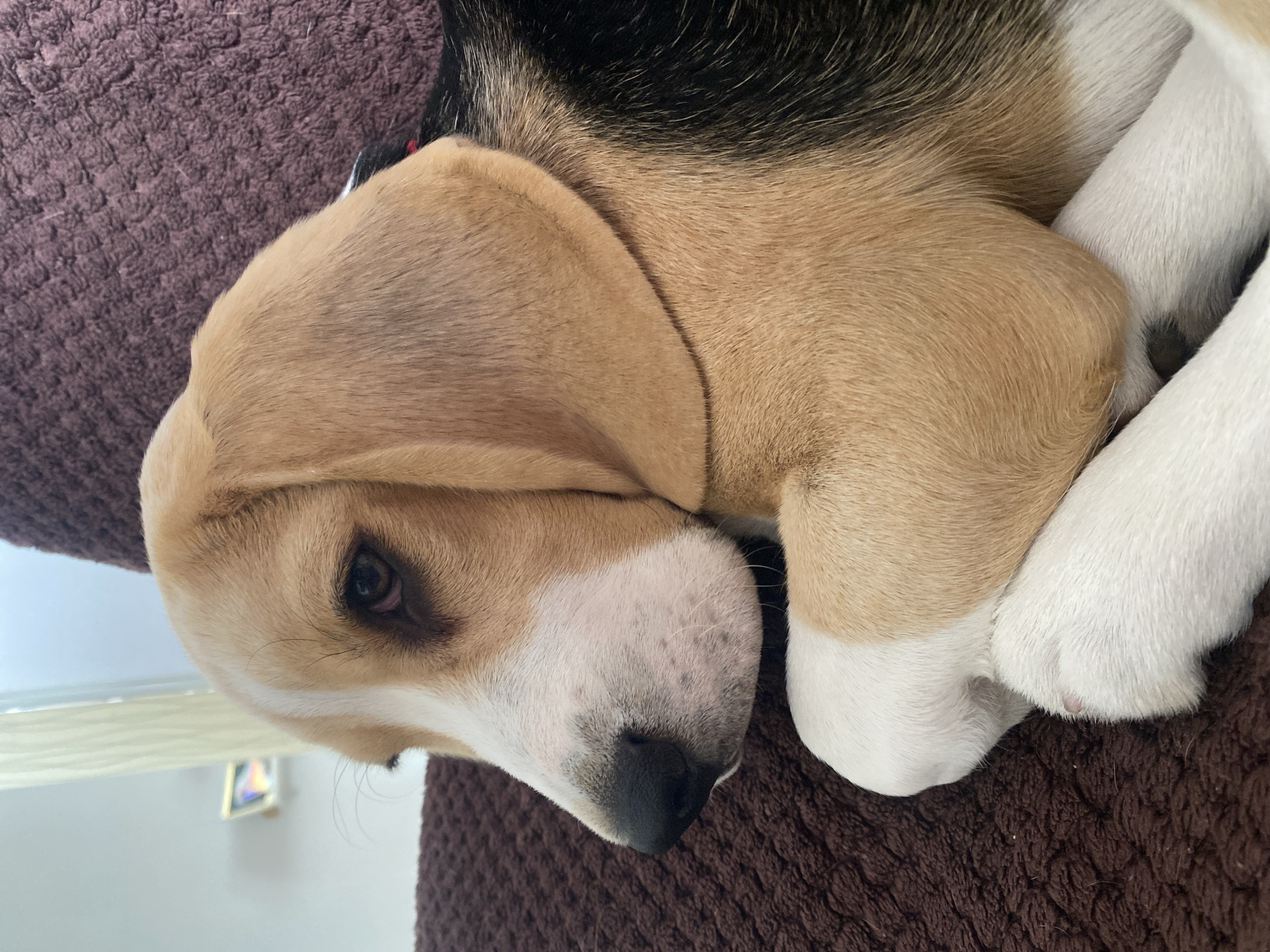 A beagle puppy is resting on a brown, textured surface, possibly a couch or blanket. The puppy's head is turned to the left, with its eyes partially closed. Its front paws are crossed over its chest. The puppy has brown, black, and white markings on its fur. The background is blurred, but appears to be an indoor setting with a light-colored wall and curtains. There is no information available about the location of this image in the city of Perm, Russia.