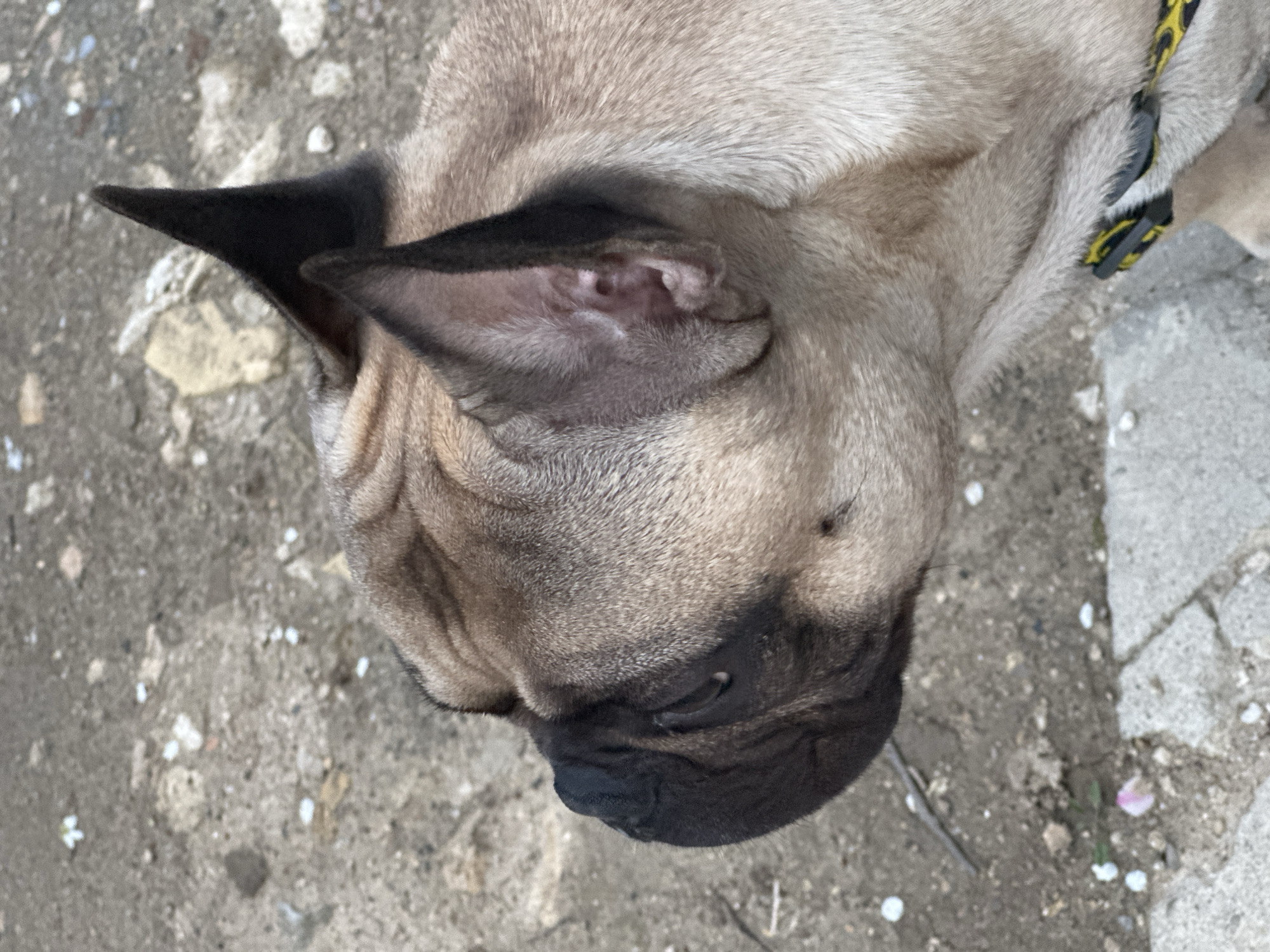 A dog with a light tan body and a black muzzle is lying on a concrete surface. The dog's left ear is pointed and black, while its right ear is floppy and pink inside. A black and yellow collar is visible around the dog's neck. The concrete surface has small white specks on it. The location is Varna, Bulgaria, evidenced by the Bulgarian flag. The pink item in the bottom right of the photo appears to be the petal of a flower.