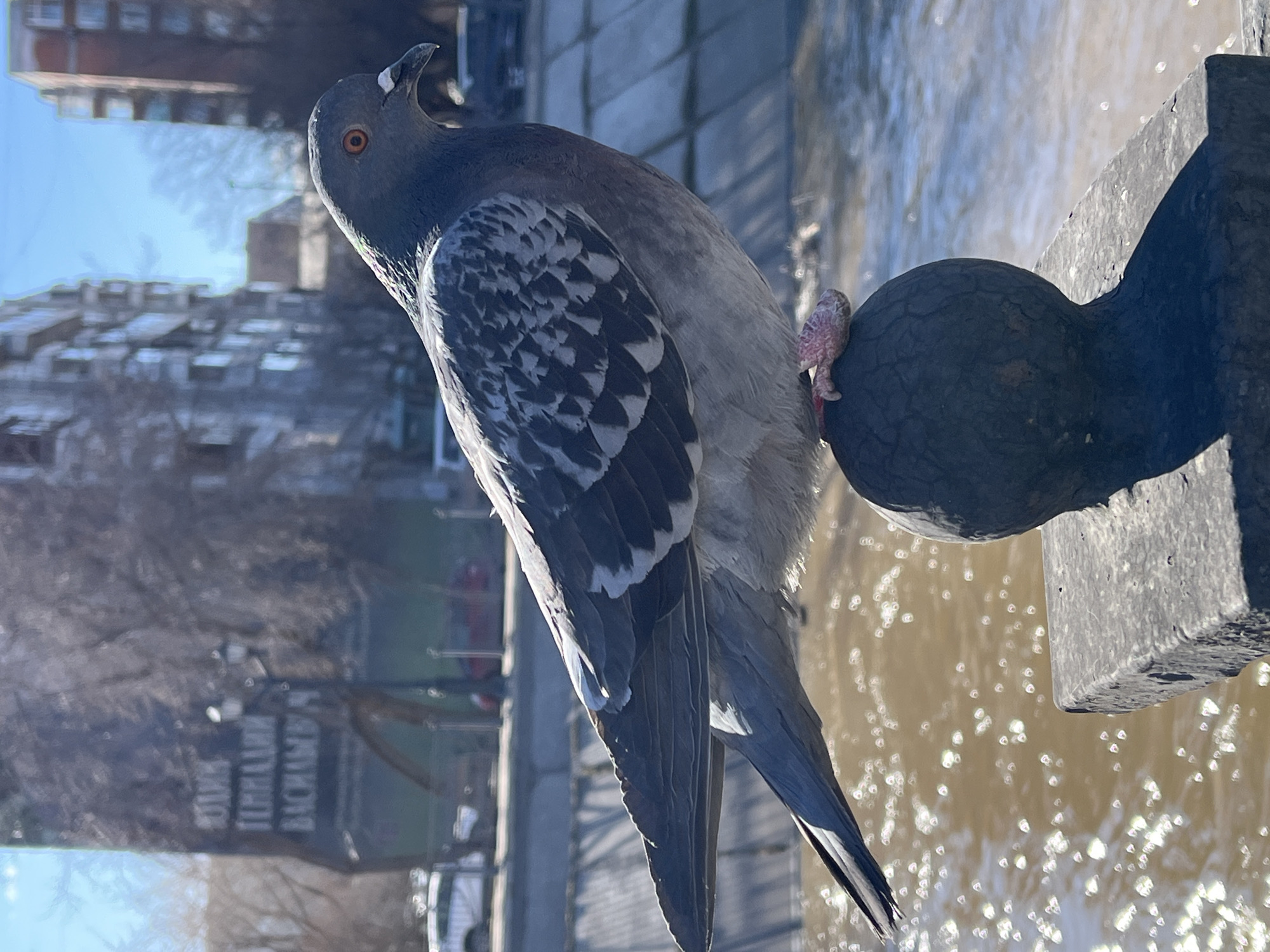 A medium shot depicts a pigeon perched on a decorative metal post, likely a part of a bridge or embankment, in Krasnoyarsk, Russia. The pigeon is gray with black and white markings on its wings, with orange eyes. It is gripping a spherical part of the post with its claws. The background features a river and buildings. Cyrillic script is visible on one of the buildings in the background.