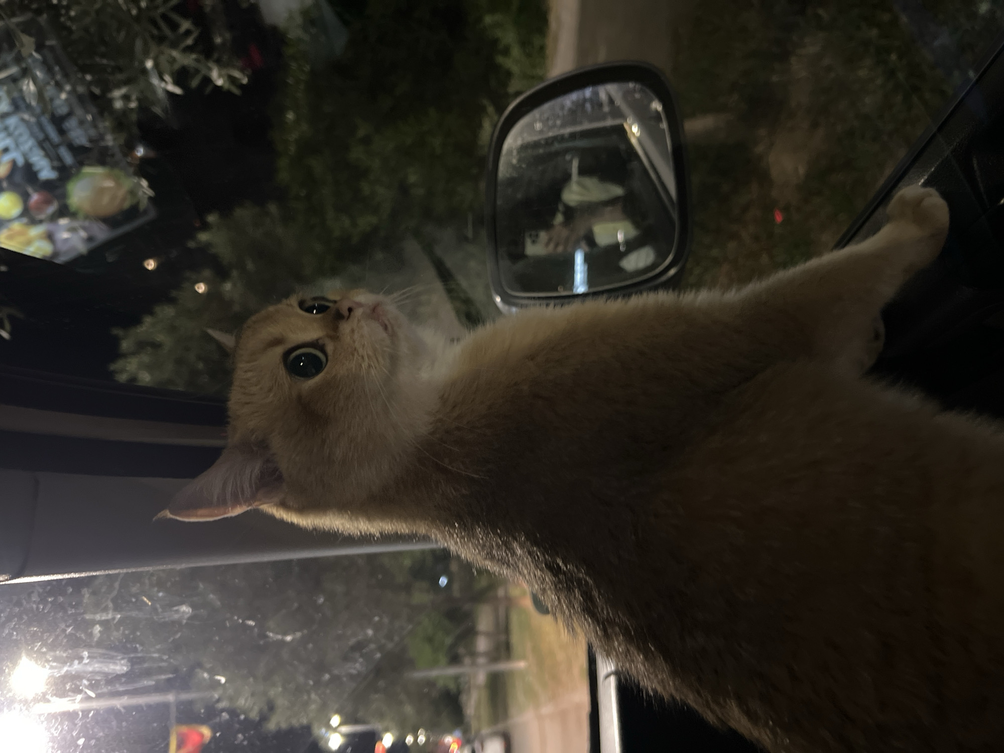 A cat is seen clinging to the side of a vehicle. The cat's paw is resting on the edge of the driver's side window. Outside, the scene is dark, with a mix of natural foliage and artificial lights, suggestive of an urban setting at night in Bjeliši, Montenegro. Reflections in the car windows indicate other vehicles and streetlights.