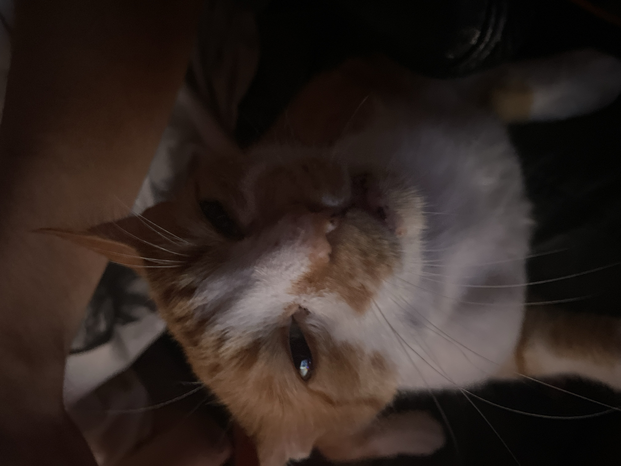 An orange and white cat is held close to the camera, its face filling the frame. The cat has an orange tabby pattern on its head and back, with white fur on its chest and face. Its eyes are partially closed, and its mouth is slightly open, revealing a pink tongue. The background is dark and out of focus, suggesting the photo was taken in low light conditions. No specific location in Neoi Epivates, Greece can be determined from this image.