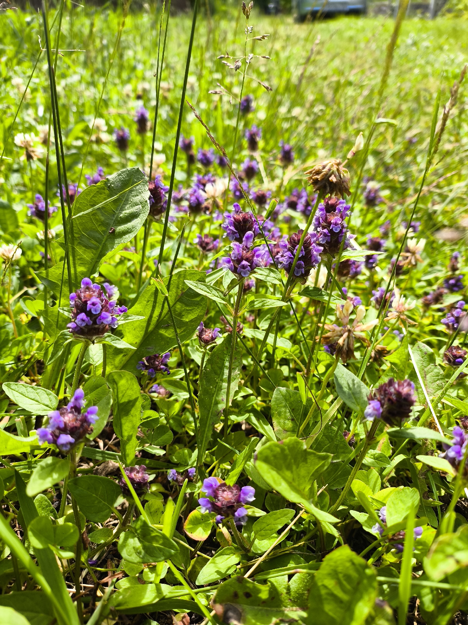 The image depicts a close-up, eye-level view of a patch of wild vegetation dominated by purple self-heal flowers (Prunella vulgaris) and lush green leaves. Tall, thin blades of grass and some dried flower heads are also visible, creating a natural, uncultivated environment. The background is softly blurred, suggesting a sunny day in a field or meadow, potentially on the outskirts of Novonikolskoye, Russia. There are no people or animals present in the frame. The overall scene is one of natural growth and the detailed texture of the flora.