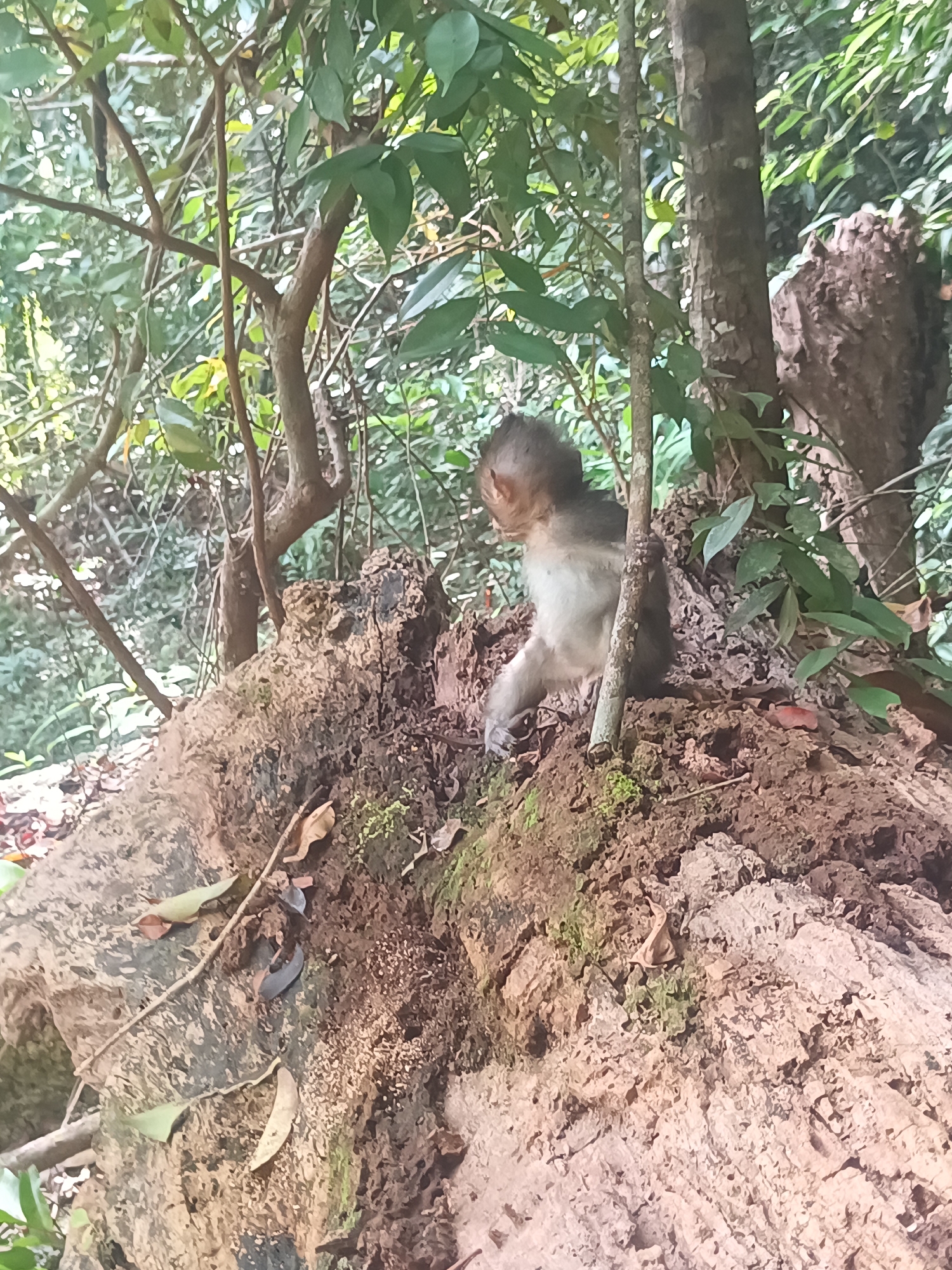 A monkey sits on a decayed log in a wooded area in Baan Thong Nang, Thailand. The monkey is light-colored with dark grey fur on its head and back. The log is covered in moss and decaying wood. The background consists of trees and foliage.