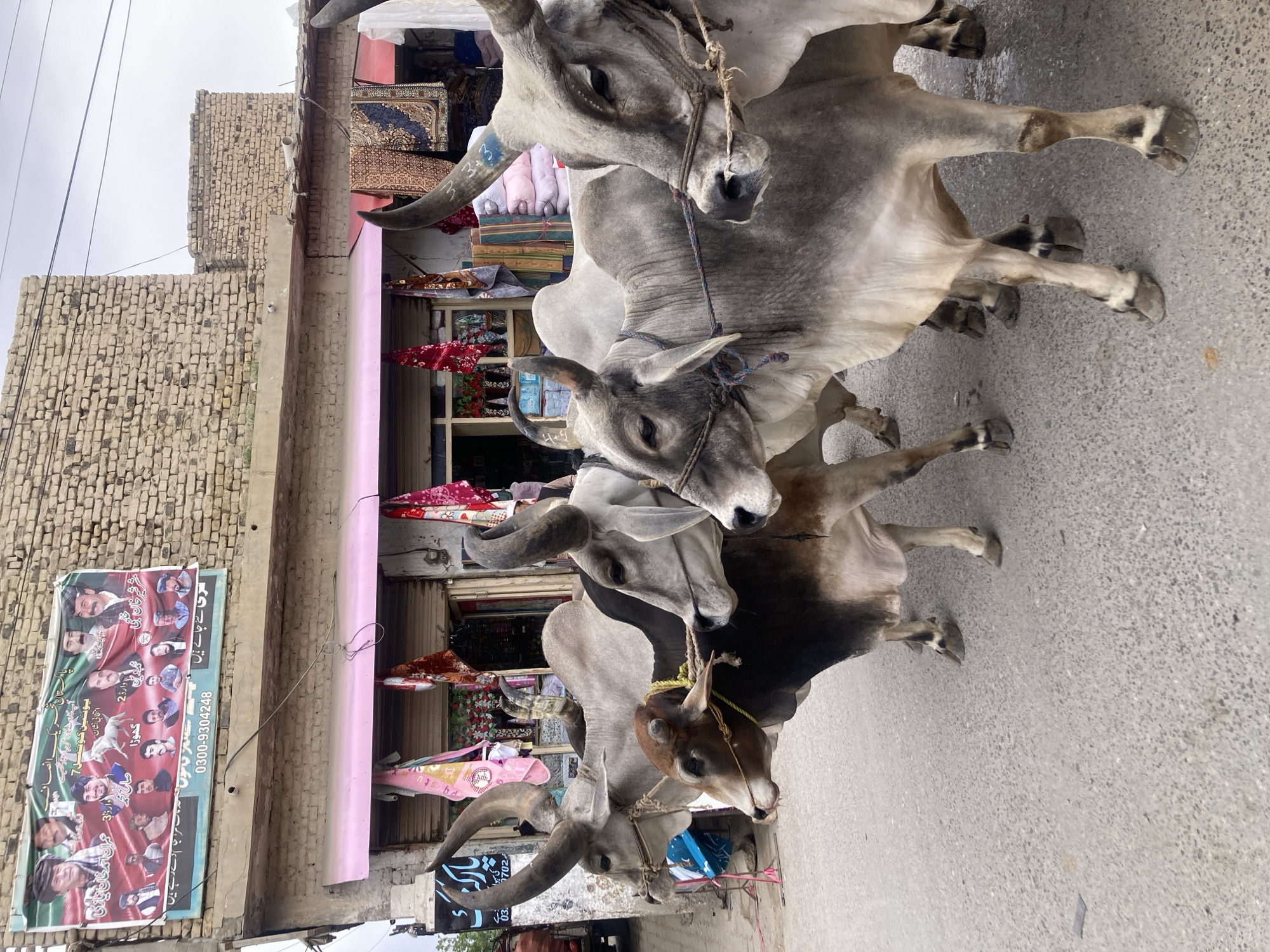 The image shows a group of four grey and brown cattle, presumably bulls, standing in a street outside a shop in Quetta City Tehsil, Pakistan. They are harnessed and appear to be tethered together. The shop behind them has a pink awning and displays various goods. A political banner with photos and Urdu text is attached to a brick wall next to the shop. The street surface is concrete or asphalt. The weather appears overcast.