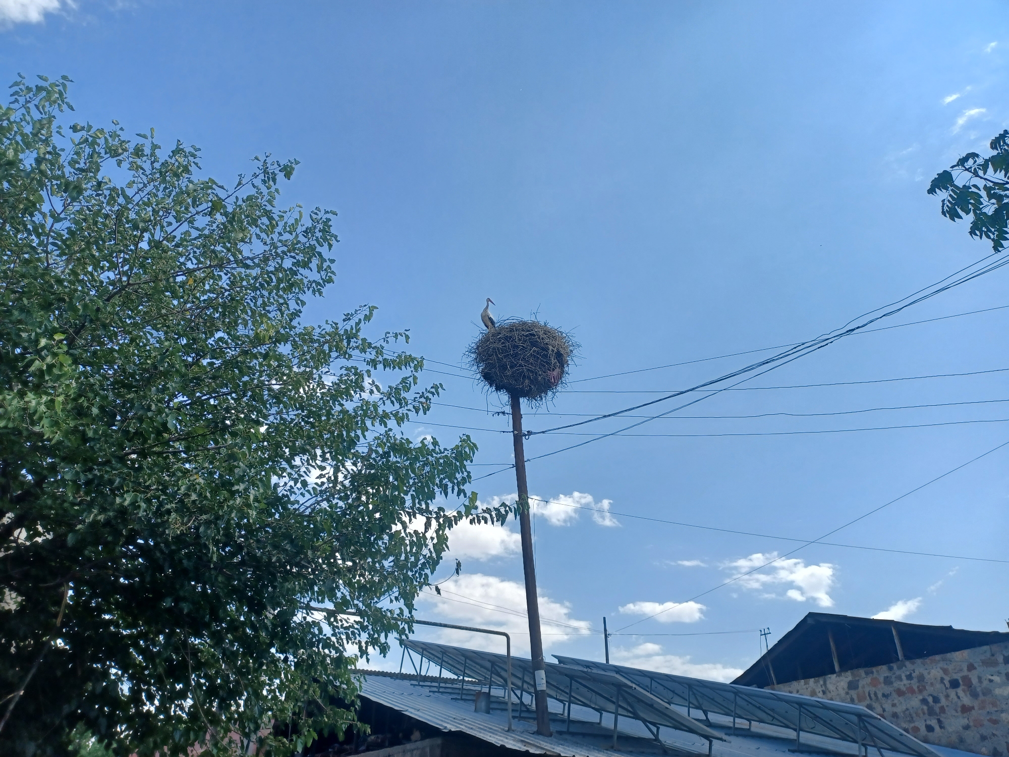In Oshakan, Armenia, a large, meticulously constructed stork nest sits atop a wooden pole. The nest, a substantial ball of twigs and other nesting materials, is positioned at the peak of the pole, reaching into a clear blue sky dotted with a few wispy clouds. A single stork stands within the nest, its white body and black wing feathers clearly visible. The pole supporting the nest is positioned in front of a lush, green tree with abundant foliage, its branches extending towards the sky. In the foreground, the sloped roof of a building, covered in what appears to be corrugated metal, is visible. Some of the roof sections are fitted with solar panels, angled towards the sun. Electrical wires crisscross the scene, stretching across the sky and adding a man-made element to the natural landscape. The background reveals the tops of other buildings, some constructed with stone and others with darker roofing materials. The overall impression is one of a rural setting where nature and human infrastructure coexist.