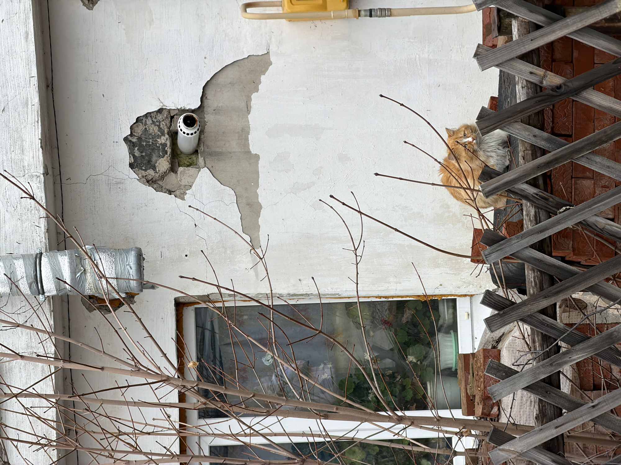 This image depicts an exterior wall of a building in what appears to be Chaikovsky, Russia. The wall is white and shows signs of disrepair, with a large area of damaged plaster revealing the underlying brick or concrete structure. A cylindrical object, possibly a pipe or conduit, is protruding from the damaged section of the wall. Above this, a yellow gas pipe is visible. To the left of the wall, a metal duct covered in silver tape is attached. Below these, there is a window. In the right of the image, an orange cat is perched on a damaged brick structure covered with lattice. In the foreground are bare branches of a tree or shrub. The scene appears to be outdoors.
