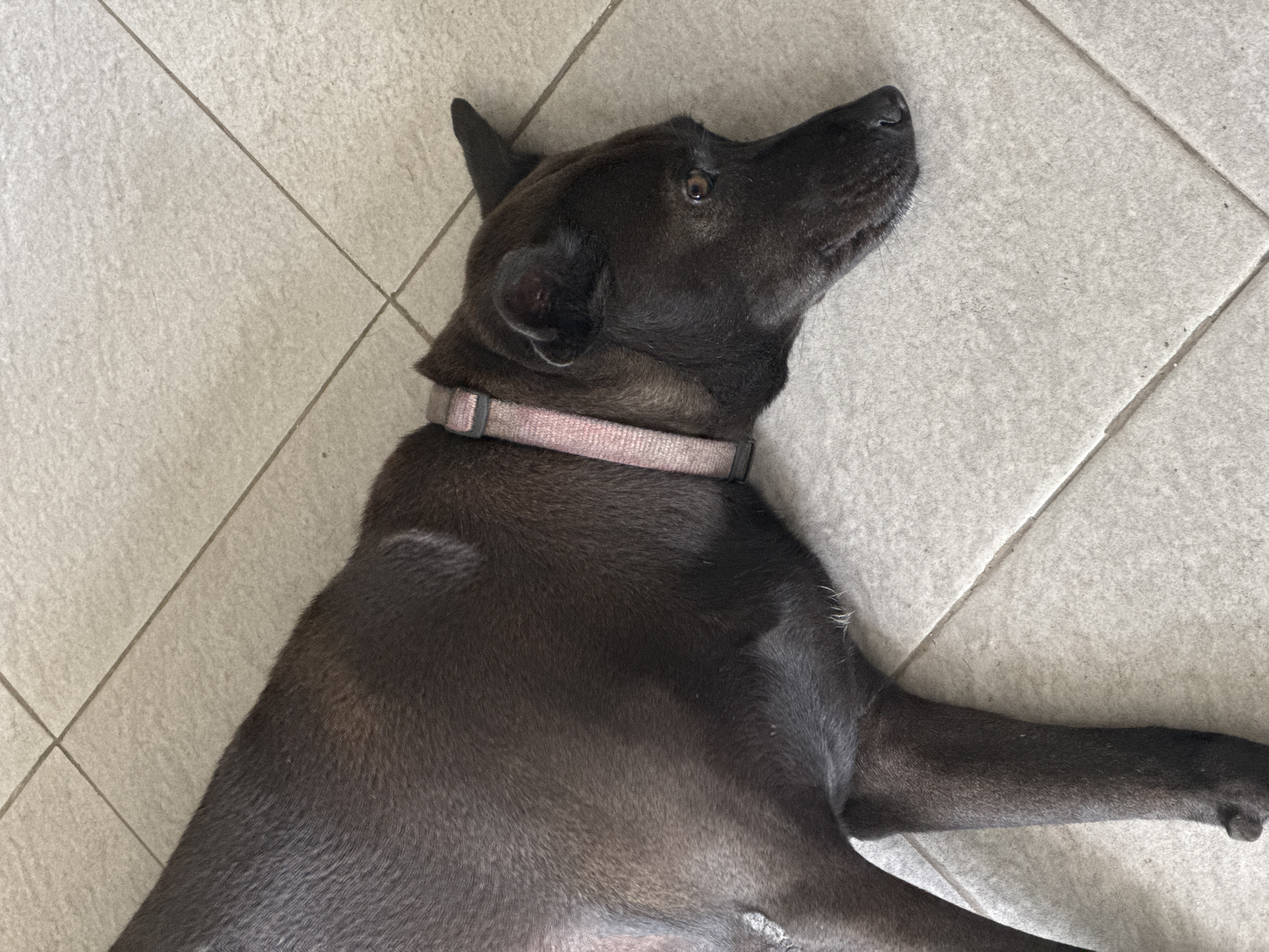A dark-colored dog with a pink collar is lying down on a tiled floor. The dog is facing to the right and appears to be resting. The tiles are a light beige color and are arranged in a diagonal pattern. The lighting suggests it is daytime, with natural light illuminating the scene. There are no people or other animals visible in the image.