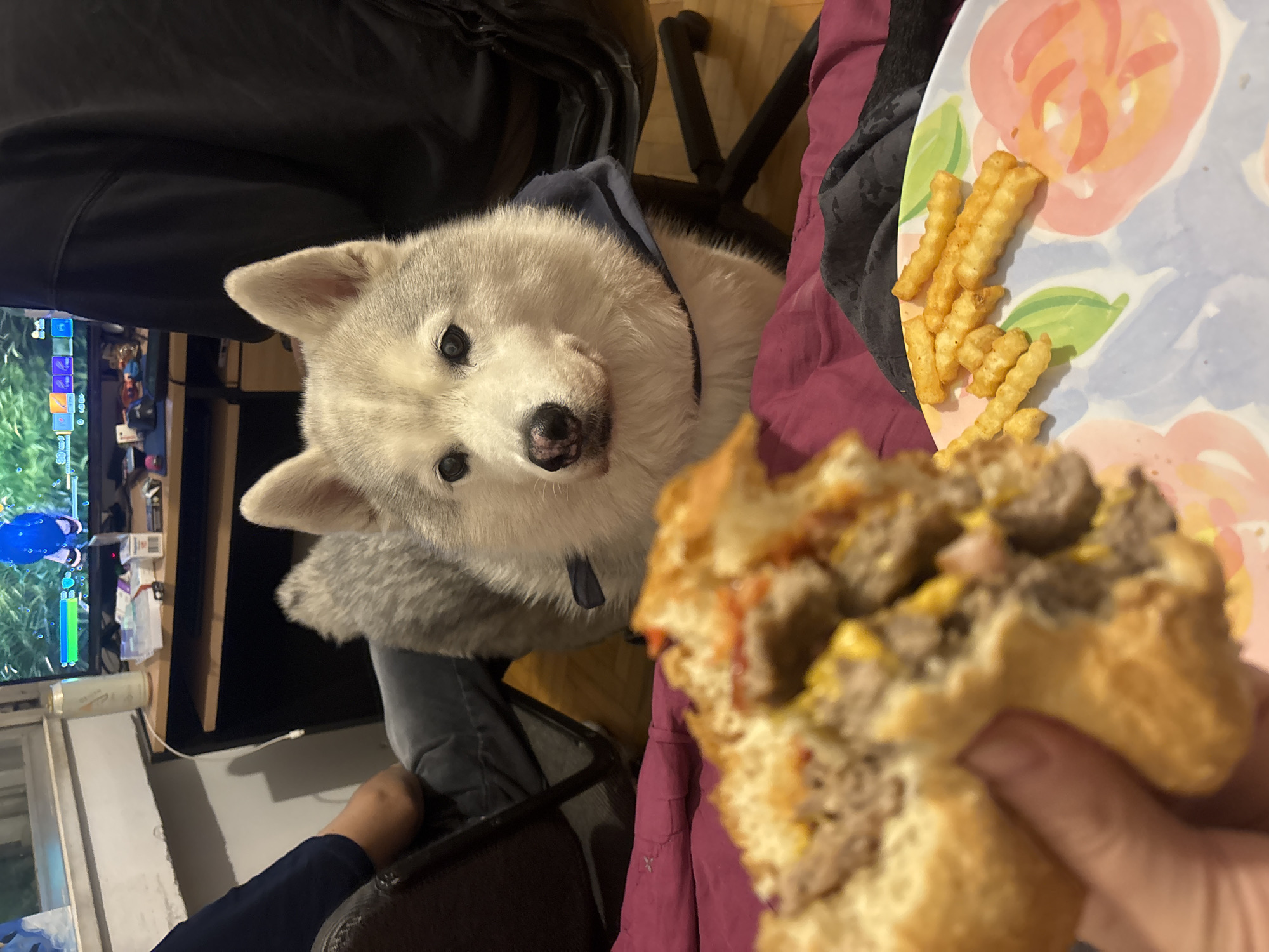 A close-up indoor shot features a light gray husky dog looking up at the camera with pleading eyes. It appears to be wearing a blue hoodie. In the foreground, a partially eaten hamburger is held in someone's hand. Beside the hamburger, a plate with a floral design holds several french fries. In the background, a television screen displays a video game with a green and blue color scheme. A foot is partially visible under the screen to the left. The setting appears to be someone's home, with a computer and general household items around. The location is not discernible. The image suggests a person is about to eat the hamburger while the dog is hoping for a bite.