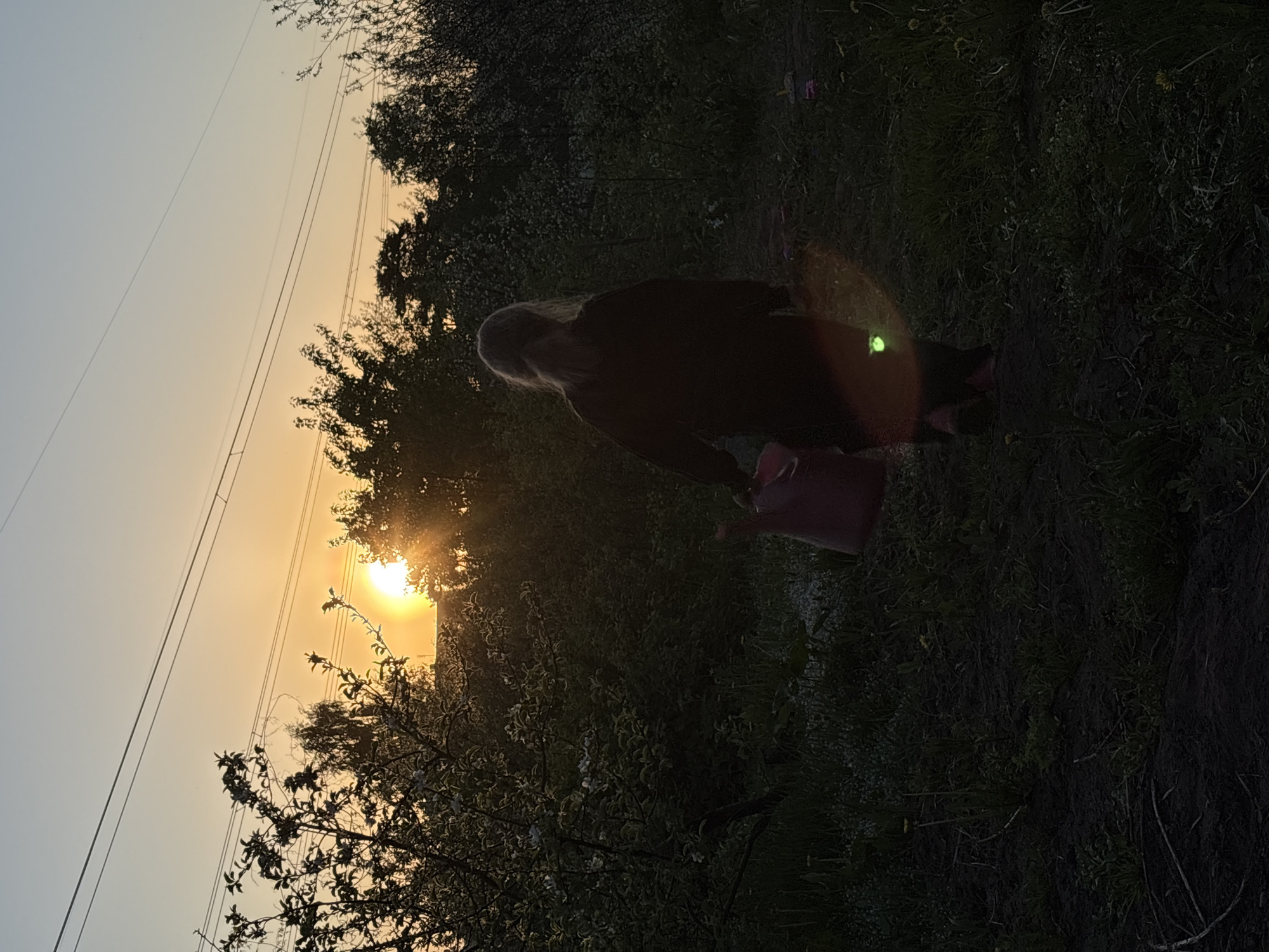 The image shows a person with long blonde hair, wearing a dark coat, and carrying a red bucket. The person is standing in a grassy area with trees and foliage. In the background, the sun is setting, visible between the trees and power lines. The location is likely near a residential or wooded area of the city, as there are trees and power lines. The bright sunlight indicates the time of day is either sunrise or sunset. The scene appears to be outdoors. There are dandelions in the grass. There is a bright lens flare in the image.