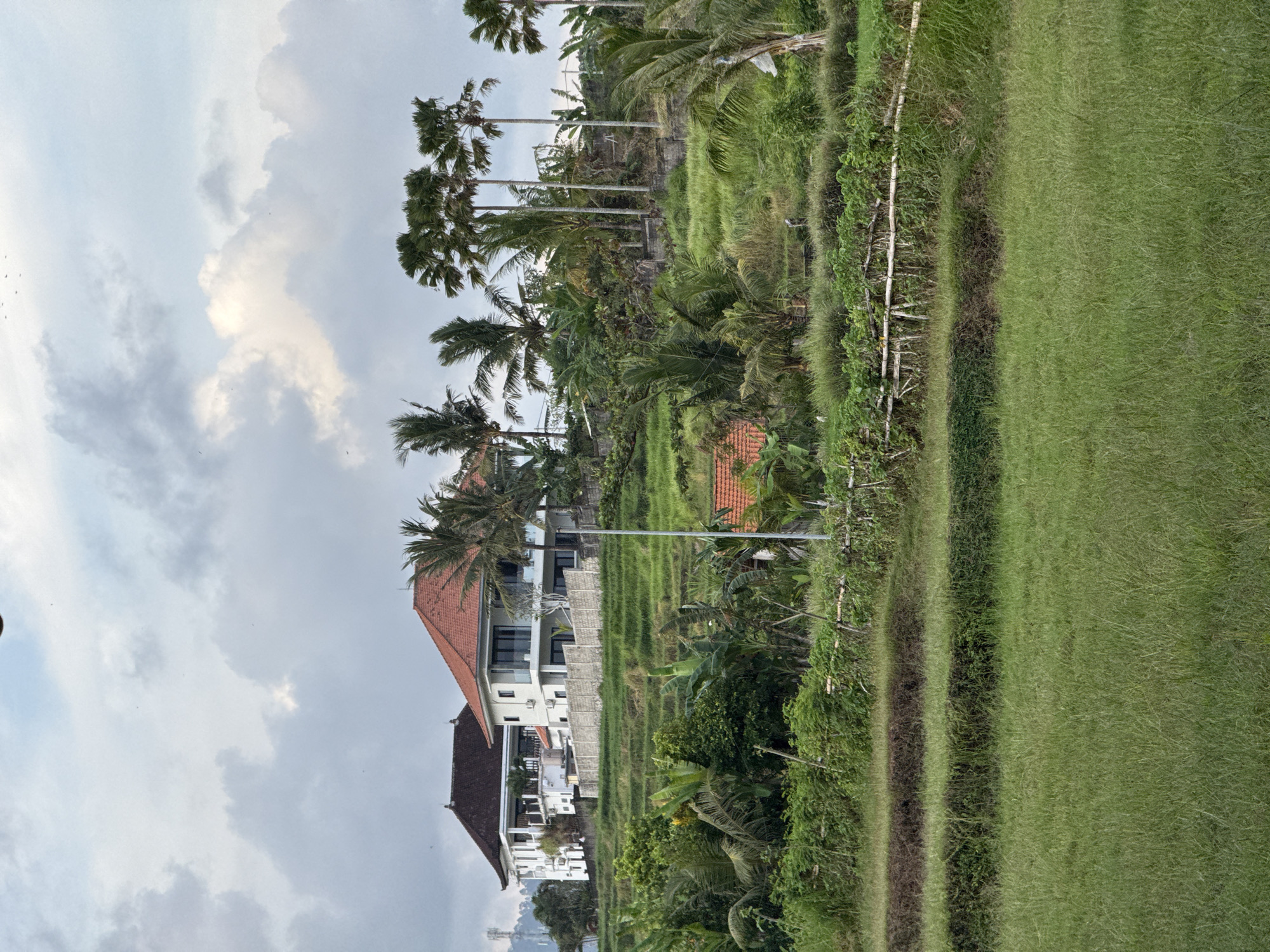 The image shows a landscape featuring rice paddies in Unknown, Unknown. The sky is filled with clouds, and palm trees are scattered throughout the scene. There are buildings, likely houses, visible amidst the greenery. A fence made of sticks runs alongside a row of thick, grassy paddy fields.