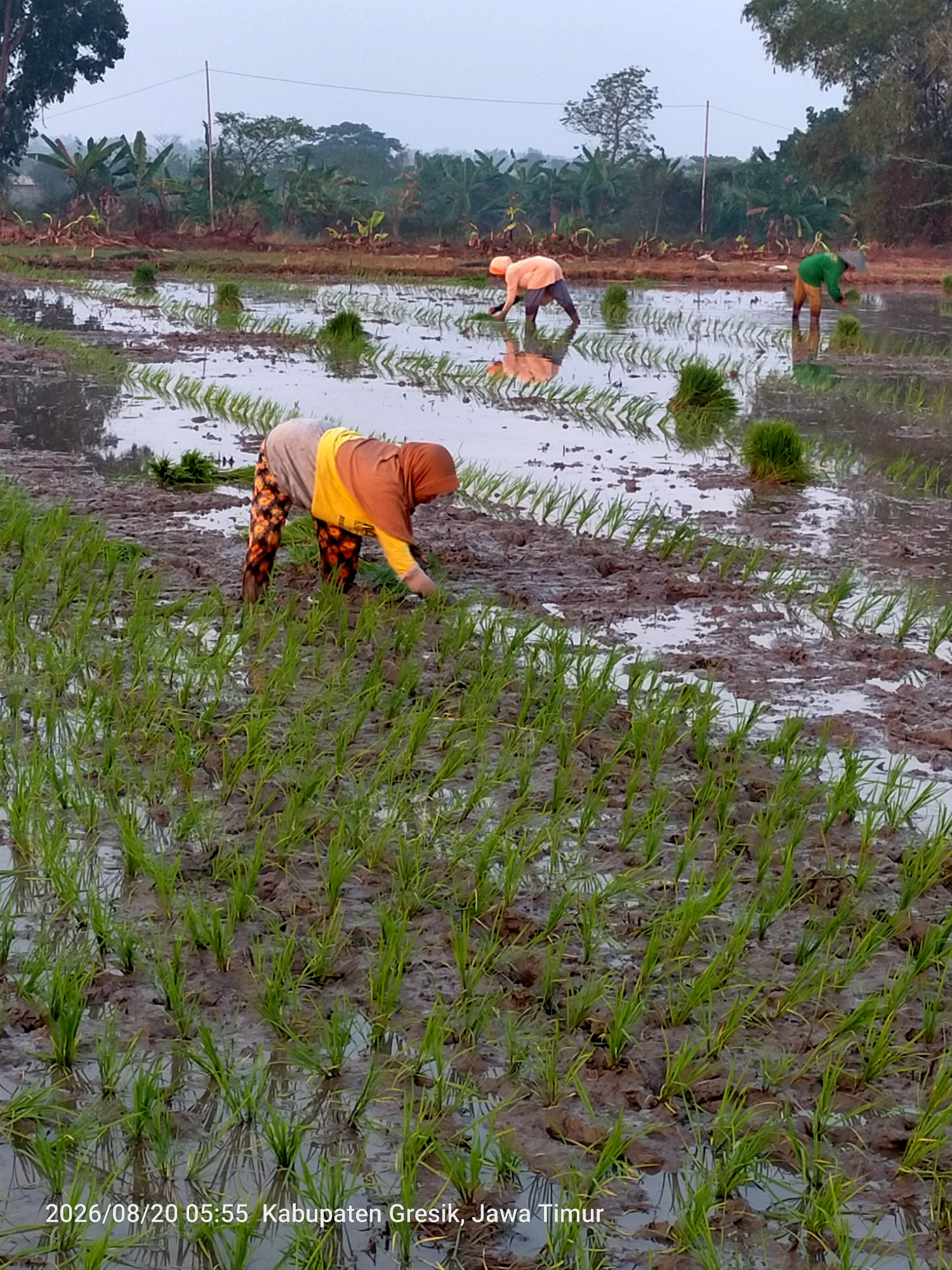 In a muddy rice paddy in Bangeran, Indonesia, three individuals are engaged in rice planting. The sky is overcast. In the foreground, a person wearing a grey headscarf, a yellow and brown long-sleeved shirt, and patterned pants is bending over and planting rice seedlings. To their right, a second person in an orange shirt and dark pants is also planting. Further in the background, a third person in a green shirt and hat is planting rice. The paddy is filled with water and mud, with rows of young rice plants visible throughout. Banana trees and other vegetation line the background of the scene. A timestamp at the bottom of the image reads "2026/08/20 05:55 Kabupaten Gresik, Jawa Timur."