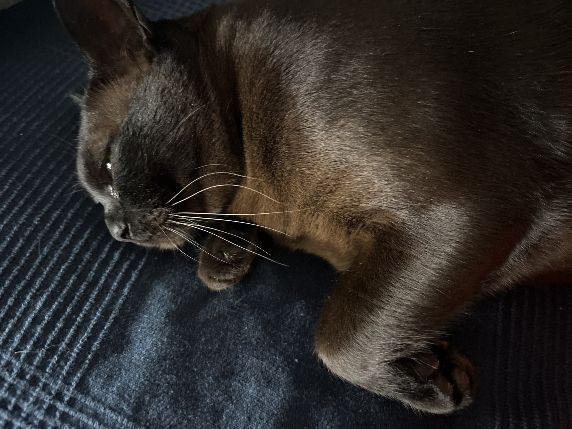 A close-up, overhead shot shows a black cat sleeping on a dark blue, textured surface, possibly a blanket or sofa. The cat is lying on its side, with its head turned towards the left and its eyes closed. Its whiskers are long and prominent, fanned out across its face. One of its paws is curled up near its head, and the other is visible towards the bottom left of the frame. The fur of the cat appears sleek and dark, with subtle highlights reflecting the light. The background texture consists of horizontal ridges, creating a subtle striped pattern. No identifiable Belgrade landmarks are visible.