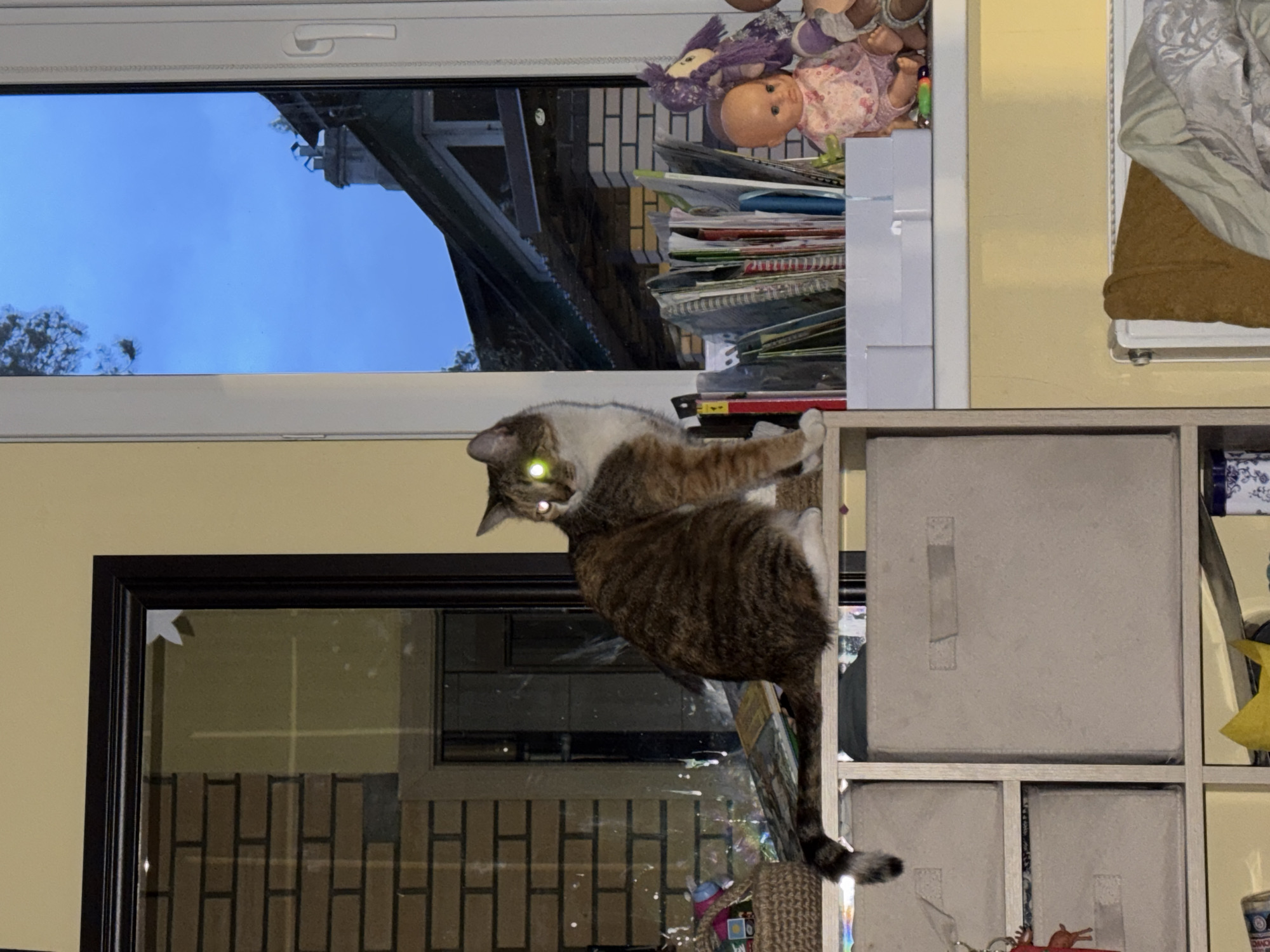 A domestic short-haired cat is perched on top of a window frame, with its body partly overhanging a glass-fronted shelf unit. The cat has a white and brown pattern. Behind the cat and visible through the window is a partially visible evening sky. The scene is indoors. Tomilino, Russia, is not identifiable in the scene.