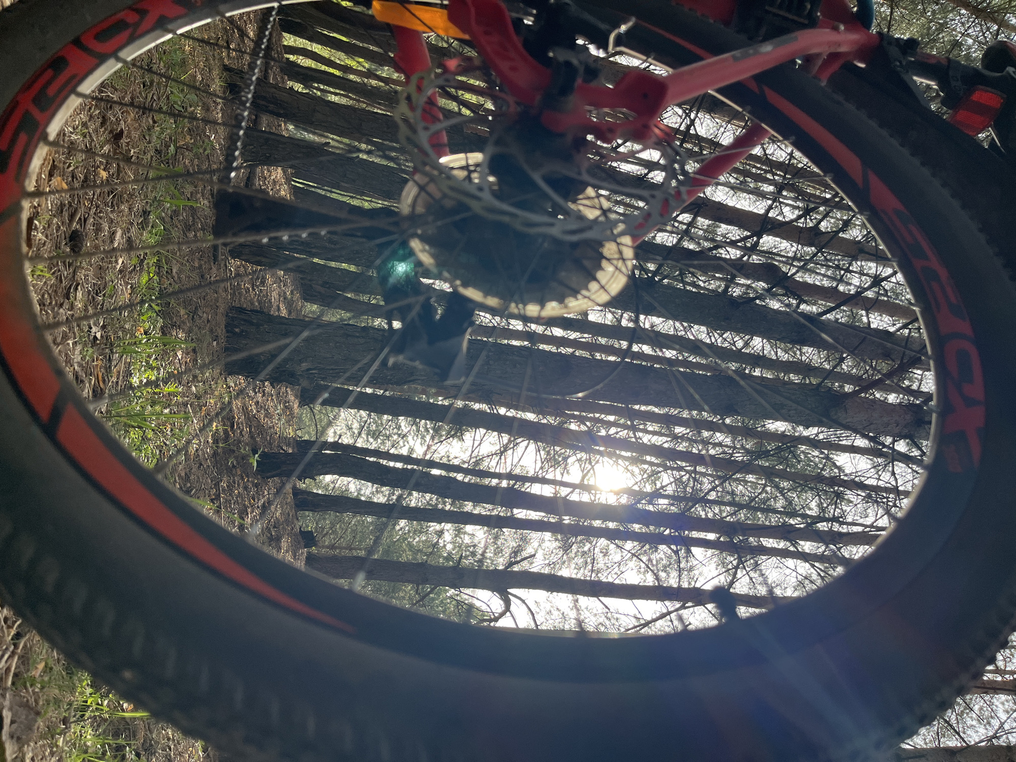 The image shows a view through a bicycle wheel, likely from a low vantage point. The bicycle wheel is in the foreground with a red rim and black tire. Through the wheel spokes, a forest can be seen, with tall, thin trees and branches silhouetted against a bright, hazy sky with the sun visible. The location is reported to be in Chaikovsky, Russia; however, that information cannot be independently verified from the image. Details such as the brake disc, chain, and parts of the bicycle frame are also visible, providing a sense of depth. The camera appears to be close to the ground, with some vegetation visible at the lower left and right edges of the image.