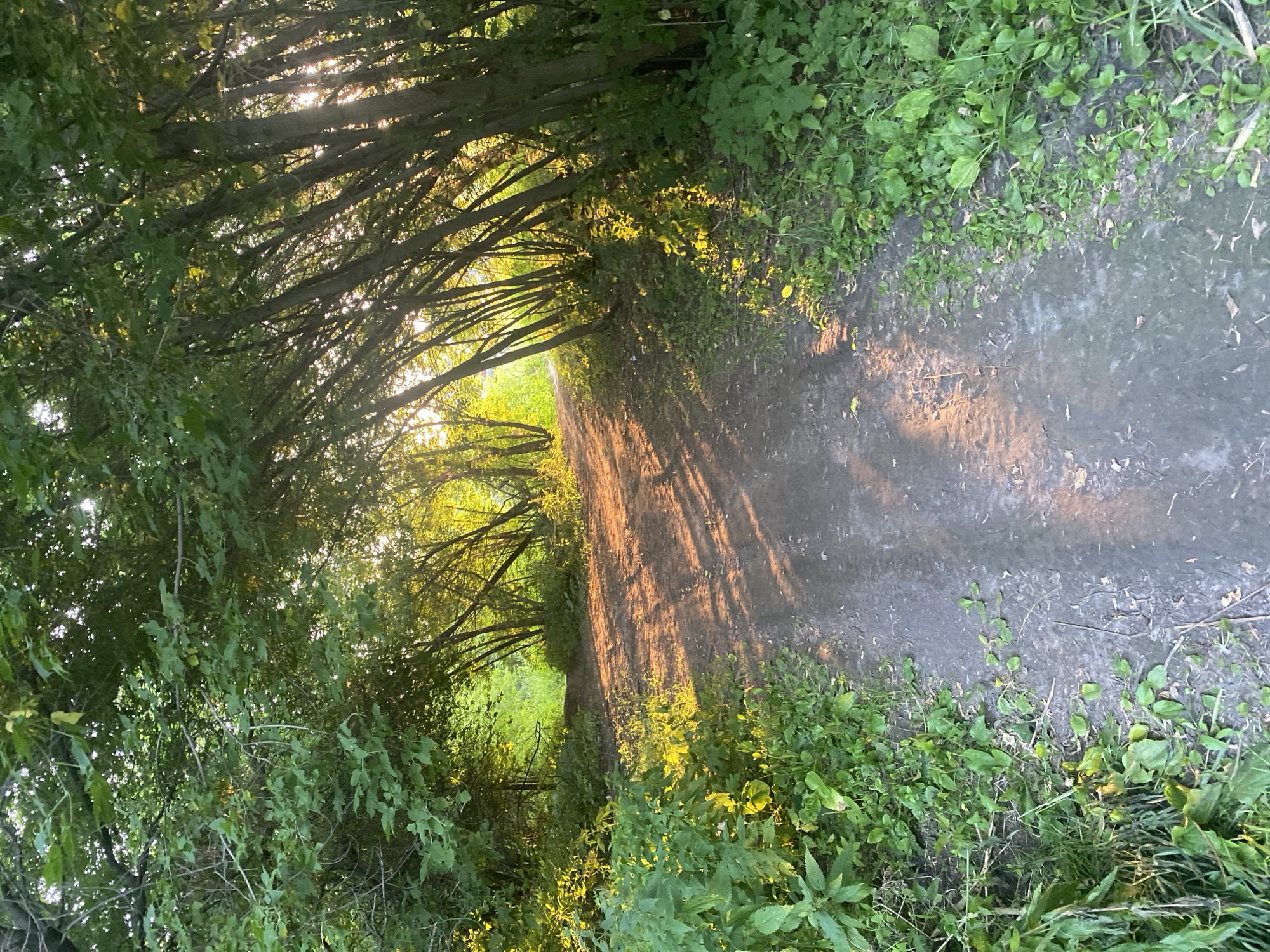 A dirt path winds through a wooded area, bathed in the warm glow of late afternoon sunlight filtering through the trees. Lush green foliage lines both sides of the path, with some areas of taller grass and smaller plants. The trees on the right side of the path are densely packed and lean inward, creating a tunnel-like effect. Shadows from the trees are cast across the path, creating a dappled pattern. The path appears to be a trail or walkway in a park or natural area, with no people or man-made structures visible. The scene suggests a peaceful and serene outdoor setting. The image is likely from Novosibirsk, Russia, given the natural landscape and the prevalence of deciduous trees commonly found in that region during warmer months.