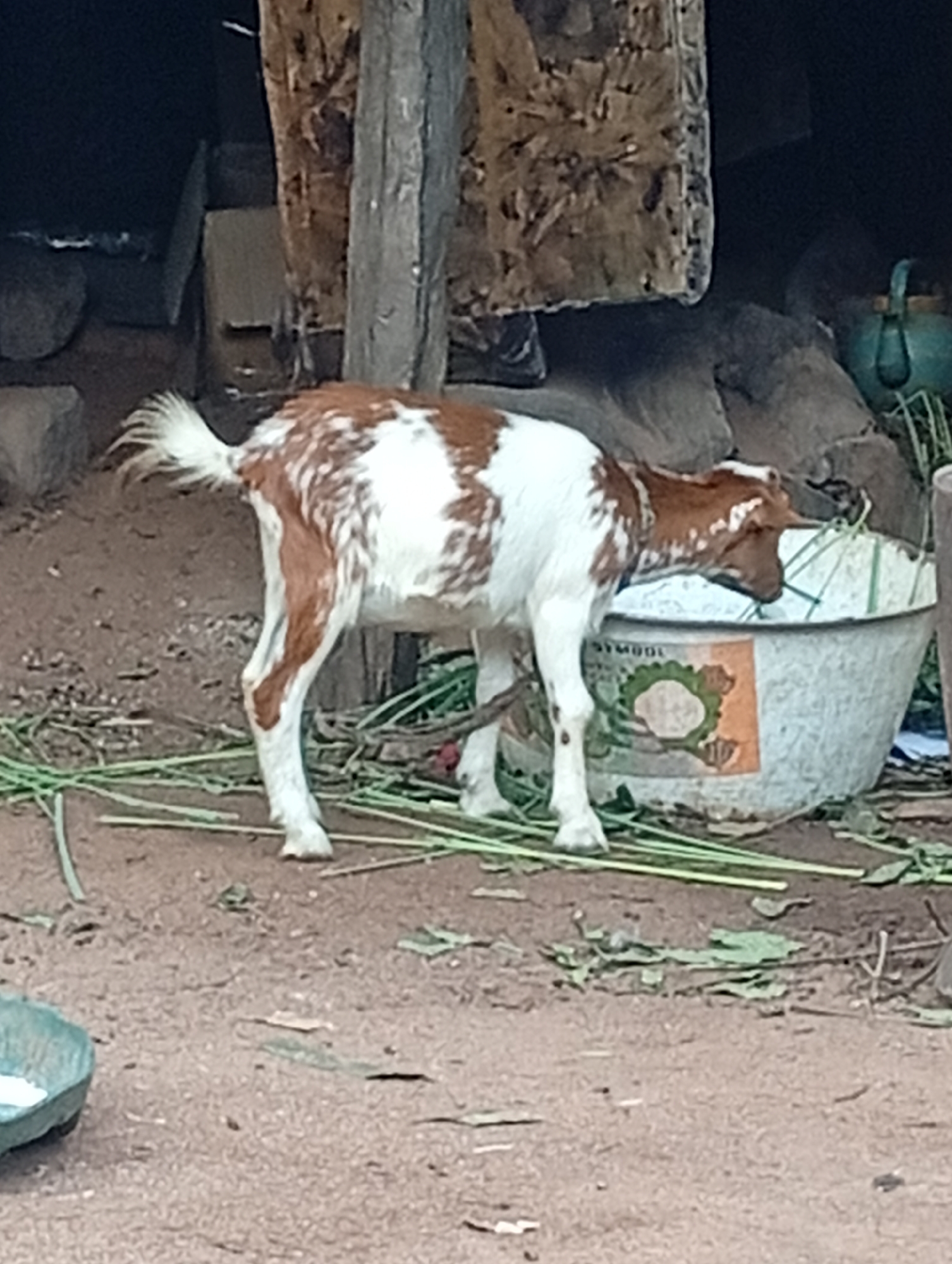 A brown and white goat stands in front of a large galvanized metal tub, eating from it. The tub is partially filled with green vegetation, likely grass or fodder. The goat is positioned on a dirt ground covered with dry leaves and some scattered green plant stems. In the background, there are wooden structures, rocks, and a teal-colored watering can. The scene appears to be outdoors, possibly in a rural or semi-rural setting within Adda, Nigeria.