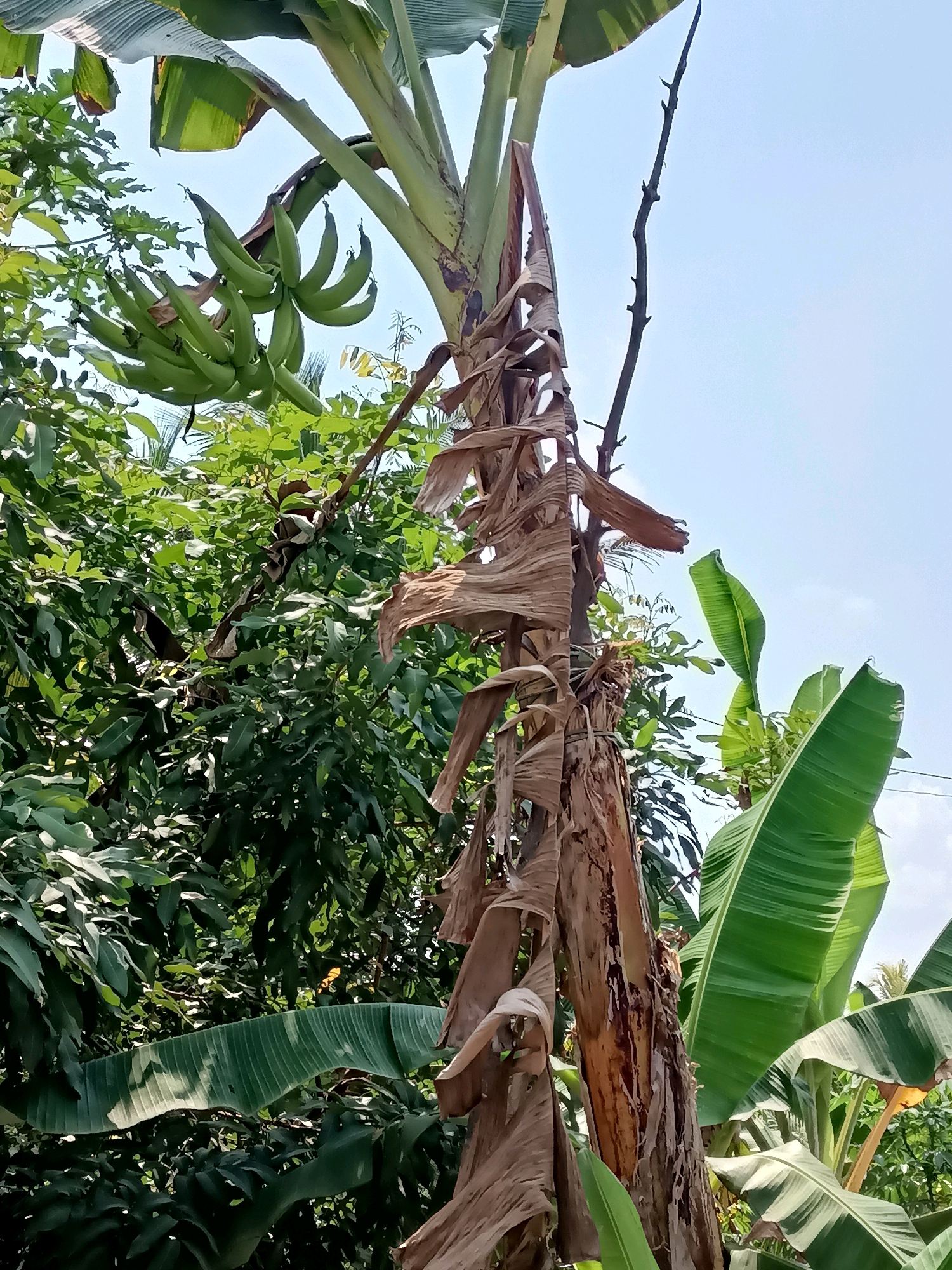 This image depicts a banana tree with a bunch of green bananas growing on it. The tree is situated outdoors, surrounded by lush green foliage and a clear blue sky. The banana tree trunk is partially covered with dried, brown leaves. The scene appears to be in a natural setting, likely a garden or plantation. The location is identified as Mangunjaya, Indonesia.