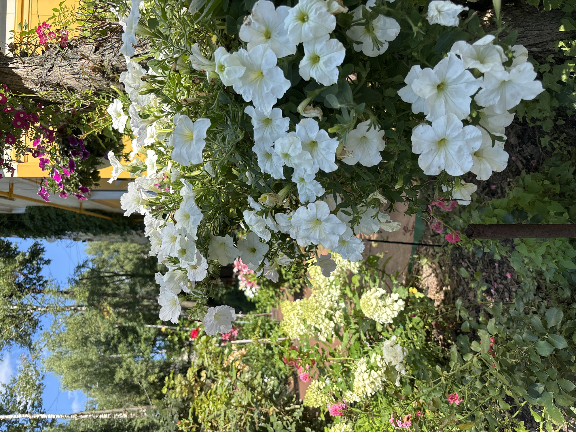 This image captures a close-up view of a lush garden scene bathed in bright sunlight, likely taken in Dolgoprudny, Russia. The foreground is dominated by a profusion of white petunias, their delicate trumpet-shaped blooms and green foliage filling the frame. To the left, a variety of other plants are visible, including pink roses and clusters of pale green hydrangeas. In the background, tall trees with leafy canopies reach towards a clear blue sky. A weathered tree trunk, possibly an oak or birch due to its texture, is partially visible on the right, adorned with hanging baskets of vibrant magenta and pink flowers. A yellow building, likely a house or other structure, is faintly visible in the upper right corner, hinting at a residential or public garden setting. The overall impression is one of a well-maintained and vibrant outdoor space, characteristic of a summer day.