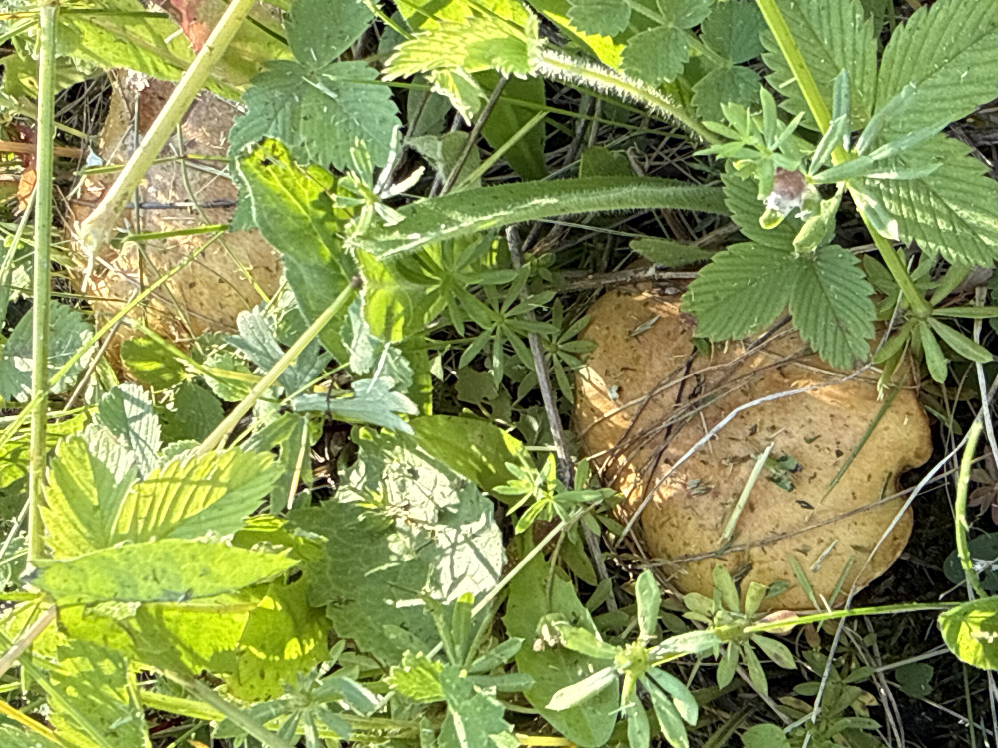 In a close-up, high-angle shot, two light brown mushrooms are partially obscured by lush green foliage and dry grass. The mushrooms are round with visible caps and stems. Some blades of grass and leaves are resting on top of the mushroom caps. The surrounding vegetation includes various broad leaves and thin, wiry stems, some of which are casting shadows. The lighting suggests a sunny outdoor environment, with sunlight filtering through the leaves and creating highlights. The scene appears to be a natural setting, possibly a forest floor or a grassy area in the city of Dokshitsy, Russia. There are no people or animals visible in the image.