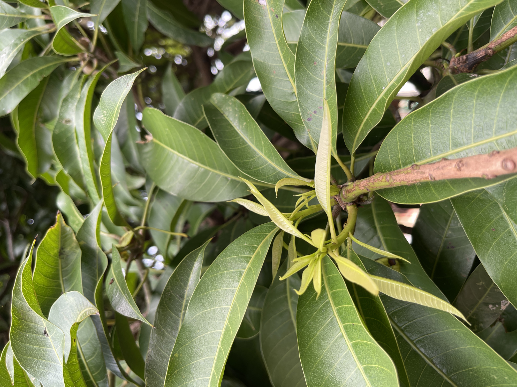 The image shows a close-up of a mango tree in Julicotmeurak, Indonesia. The focus is on the vibrant green leaves and a few developing shoots. The leaves are elongated and have visible veins. The branches are brown and textured. The background is blurred, suggesting an outdoor environment. There are no people or animals visible in the image.