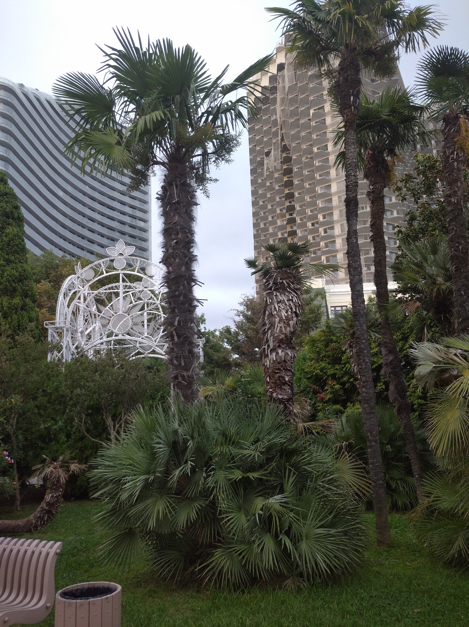 This is a photograph taken outdoors in Sochi, Russia, featuring a park-like setting with palm trees and lush greenery. In the background, two modern buildings are visible. The building on the left is tall and has a distinctive curved facade with horizontal lines. The building on the right is also tall and appears to have a unique architectural design with numerous balconies.
In the mid-ground, a large, white, decorative structure resembling a Ferris wheel or a large floral archway stands prominently. It is intricate and appears to be illuminated, suggesting it might be a festive decoration. Several palm trees of varying sizes are scattered throughout the scene, with some in the foreground and others closer to the buildings.
The foreground of the image shows a grassy area with a dense cluster of palm fronds from a low-lying palm plant. To the left, a portion of a light-colored bench and a trash receptacle are visible. The sky is overcast, indicating a cloudy day. No people are visible in the photograph. The overall impression is that of a well-maintained urban park with tropical vegetation and modern architecture.
