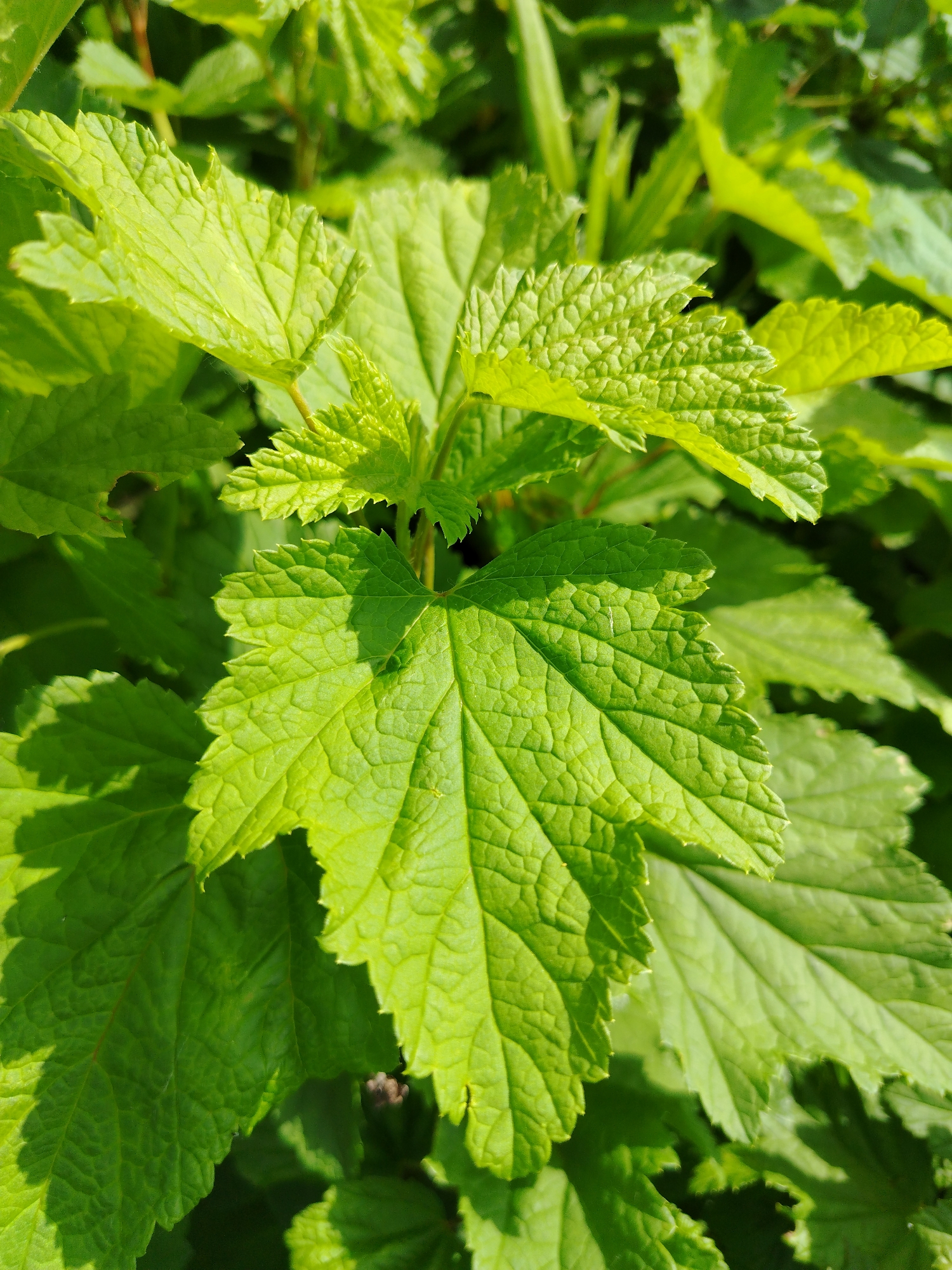 A close-up, eye-level shot showcases vibrant green leaves of a plant bathed in natural light. The leaves are large, with a textured surface and serrated edges, appearing to be of a deciduous shrub or tree. The focus is on the intricate details of the leaf veins and the slightly wrinkled texture of the leaf surface. The background is a soft blur of more green foliage, indicating an outdoor setting. The lighting suggests a sunny day, with some areas of the leaves brightly illuminated and others casting soft shadows. No people or man-made objects are visible. The environment appears to be a garden or natural green space.