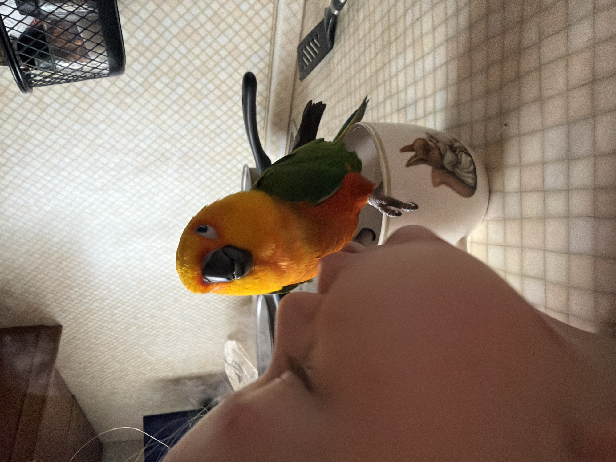 In an indoor kitchen environment, a Sun Conure parrot is perched on the rim of a white mug decorated with a squirrel. The parrot, predominantly yellow and orange with green wings, is facing the viewer. In the foreground, a human face is partially visible, with the nose and cheek area in focus, suggesting an interaction between the person and the parrot. The background shows a patterned backsplash, a stovetop with a pan, and a black metal mesh basket. The surface below appears to be a tiled countertop.