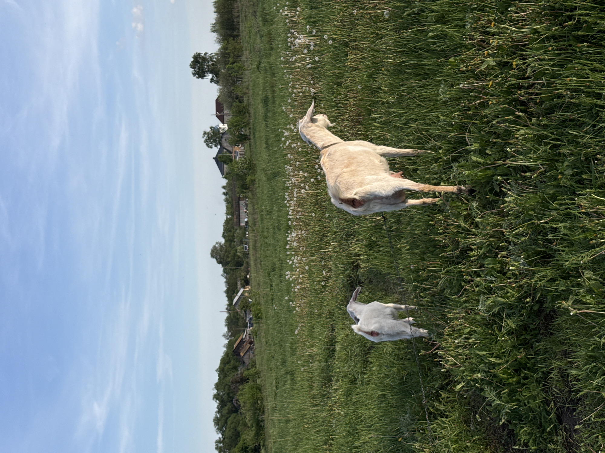 The image depicts a rural scene in Ленино, Russia, with two goats grazing in a field of tall green grass and dandelions under a blue sky with scattered clouds. The goats are light in color, with one slightly larger than the other. A narrow road runs past the field, with houses and trees visible in the background.