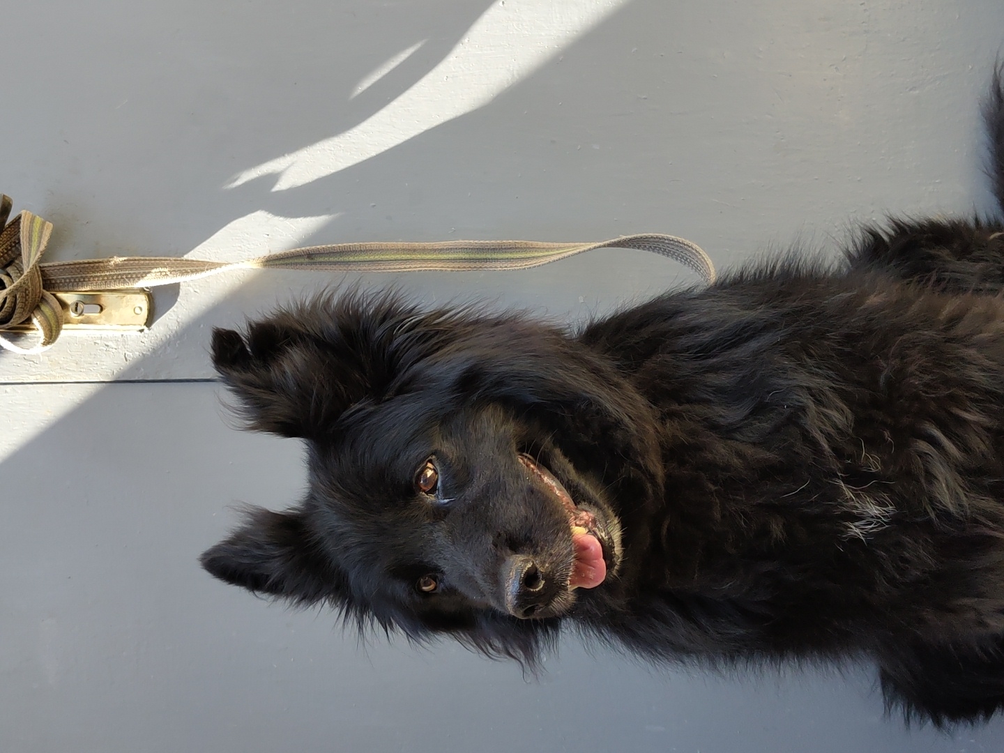 A black, fluffy dog with prominent ears and a happy expression is sitting in front of a grey door. The dog's tongue is slightly visible, and a light-colored leash with a patterned ribbon is looped around the door handle. The door appears to be made of wood, with a metallic handle. Sunlight casts a shadow on the door. The scene is outdoors, with a clear sky suggested by the bright lighting.