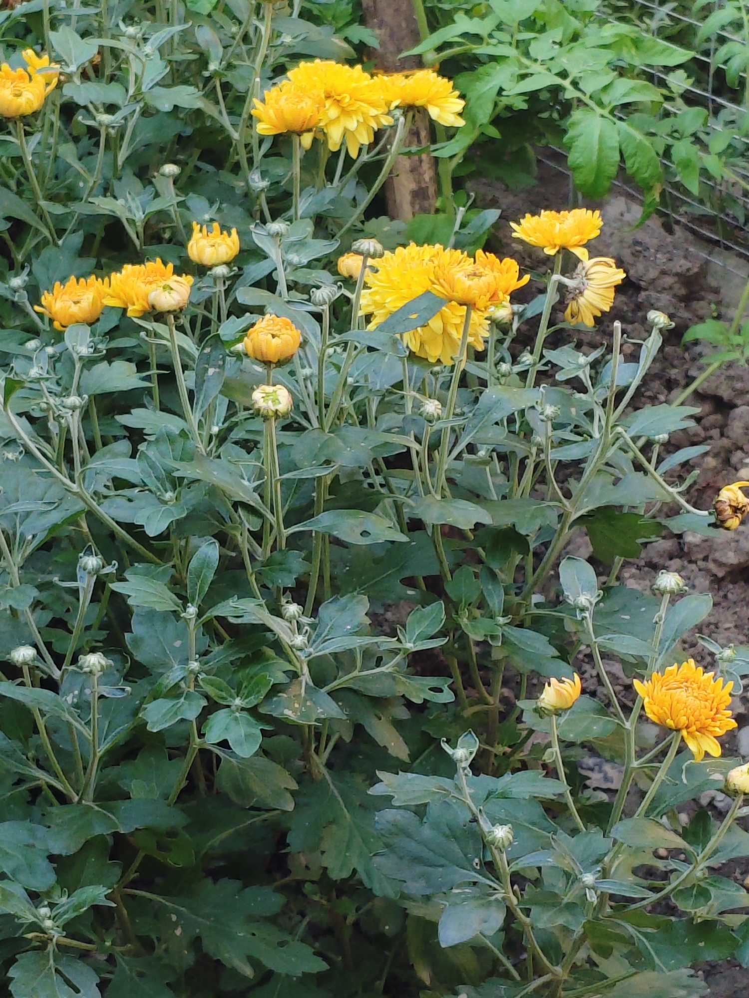 A close-up, eye-level shot captures a cluster of yellow chrysanthemums in bloom, interspersed with unopened buds and lush green foliage. The flowers exhibit varying degrees of opening, with some fully unfurled and others still tightly closed. The background consists of dark soil and hints of green leaves from what appears to be another plant, possibly a tomato plant, growing behind a wire fence, suggesting an outdoor garden setting. The overall impression is one of natural beauty and the vibrant colors of autumn flora. The scene is located in the city of Armavir, Russia.