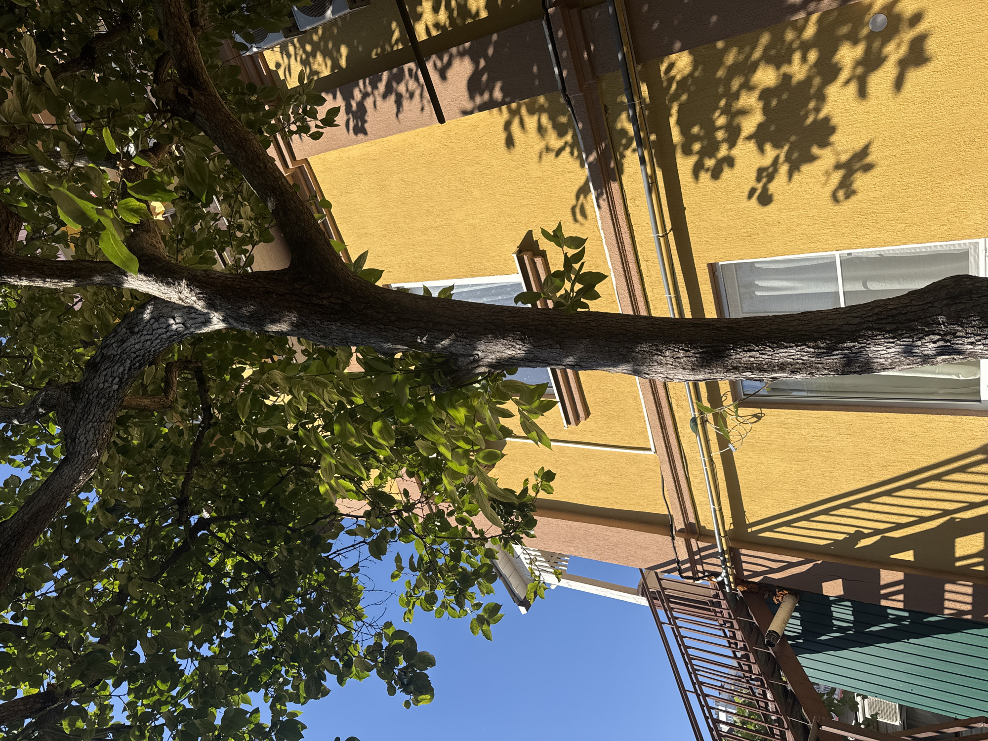 The image is an outdoor, low-angle shot taken on a sunny day, with the sky appearing a clear, bright blue. A large tree with lush green leaves and a textured, gray-brown trunk dominates the foreground, extending diagonally across the frame. The tree's branches cast dappled shadows on the building behind it.
The background features a multi-story building with a textured yellow facade. A horizontal white-framed window is visible on the building. Several pipes run vertically along the building's exterior. Adjacent to the building, a section of a dark green metal wall or fence is visible at the bottom right, with shadows cast upon it. A rusty metal fire escape or external staircase is also present, extending upwards along the side of the building.
The scene appears to be in a residential or urban area, given the building and fire escape. The bright sunlight and clear sky suggest it is daytime. There is no visible text in the image. The overall impression is one of a warm, sunny day in a somewhat aged urban environment with a natural element provided by the tree.
