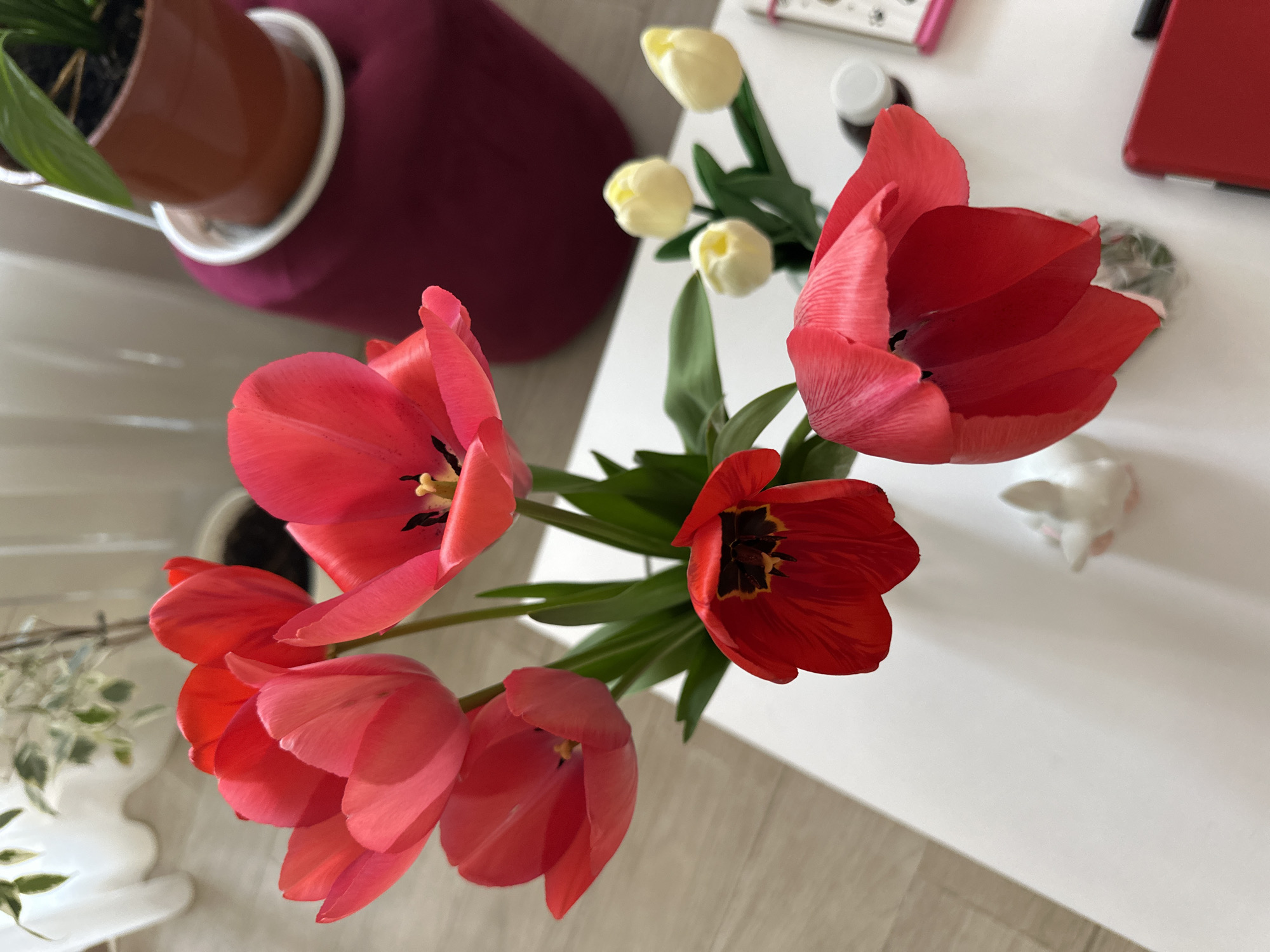 The image shows a top-down view of a white table. Several red tulips and a few white tulips are arranged in a vase on the table. There are also various other items, including a plant in a brown pot, a red object (possibly a tablet or case), a white bottle, a notepad with a pen, and a small white figurine. The location is Sofia, Bulgaria.