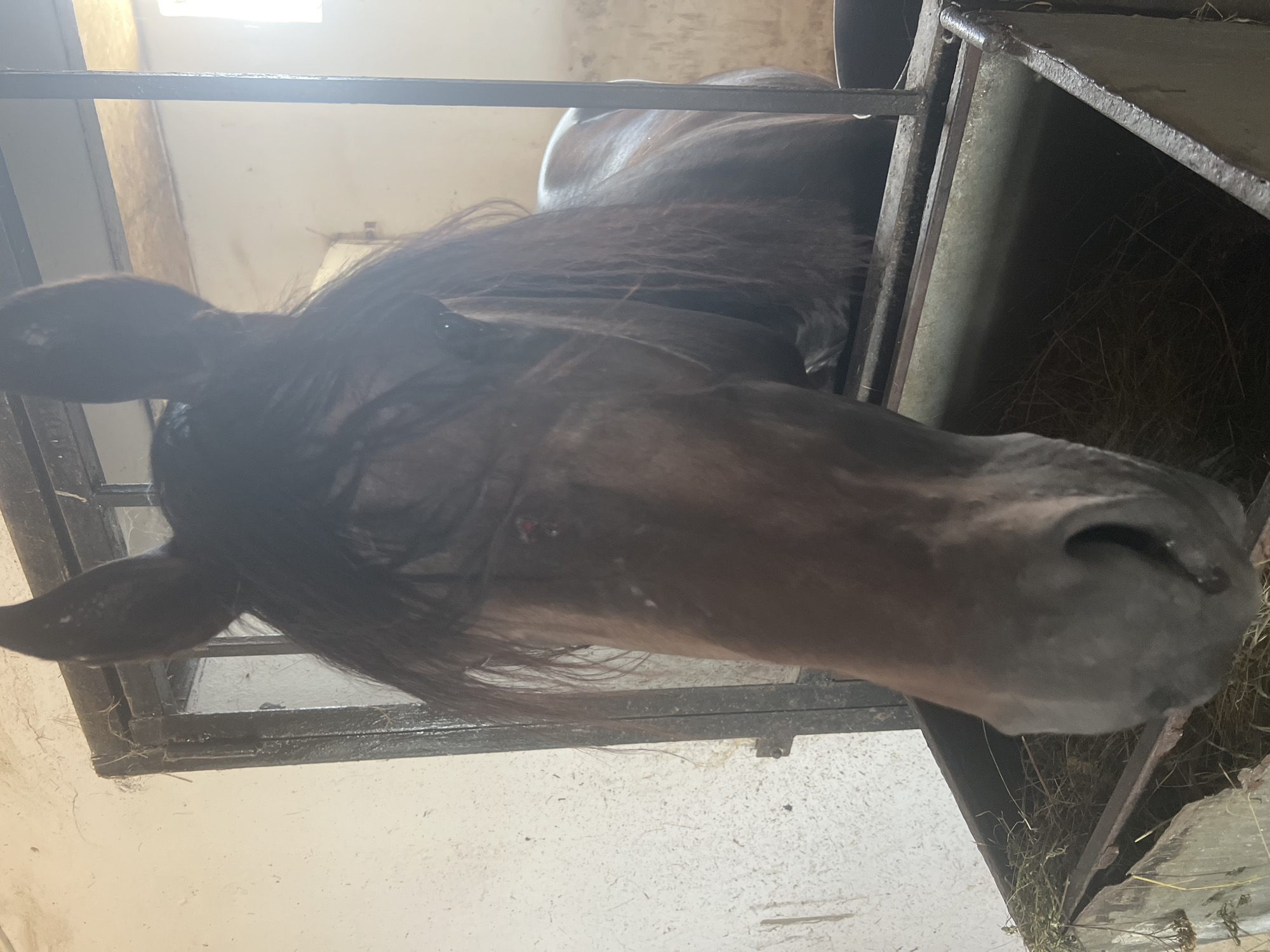 A close-up, head-on shot shows the upper body of a dark-colored horse in a stable. The horse's head is lowered, with its nose nearly touching a trough filled with hay. The horse's dark mane hangs forward, partially obscuring its face. The background is a dimly lit stable with a white, textured wall and a metal grate or stall divider. A window can be seen in the upper right corner, emitting a bright light. The image appears to be taken in Sorochinsk, Russia, based on the metadata.
