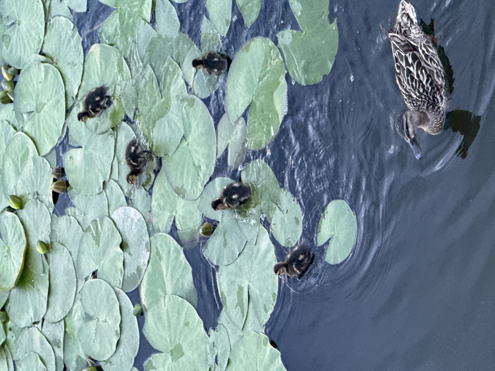 An adult female mallard duck and five ducklings swim among lily pads on a body of water. The ducks are in various stages of activity, with some ducklings perched on the lily pads and others swimming in the water. The scene is calm and serene, with the water reflecting the surrounding greenery. The image was taken in Votkinsk, Russia, a city known for its picturesque natural landscapes and historical significance.
