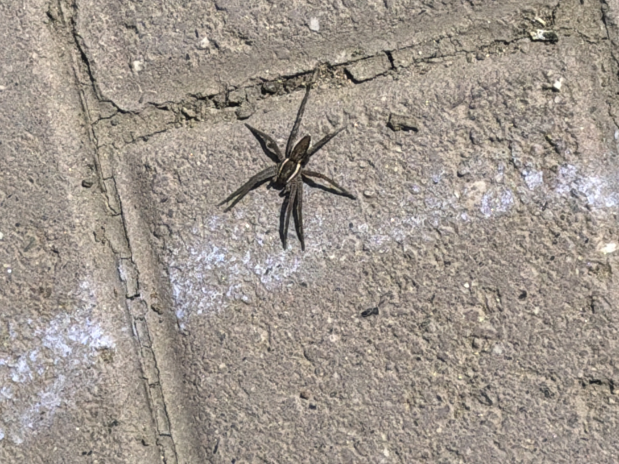 A spider is on a concrete surface. The concrete appears to be part of a larger paved area, potentially a walkway or patio. The spider is a dark color with lighter markings. The spider is not clearly identifiable and the context does not permit identification of the species. There is no information to suggest that this image was taken in the city of Chaikovsky, Russia.