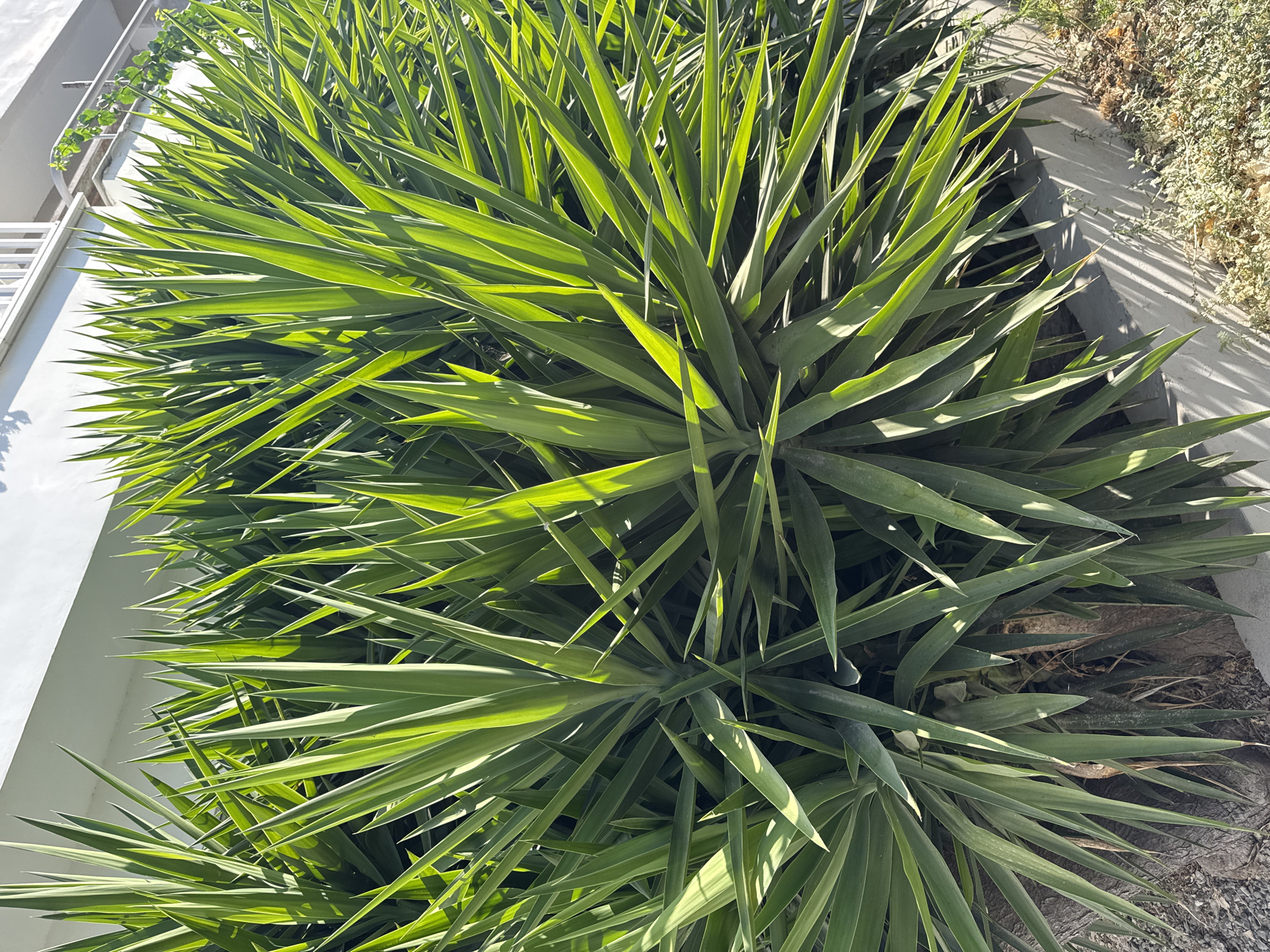 The image depicts a dense cluster of Yucca plants with long, sword-like green leaves. The plants are positioned in front of a white building with balconies, suggesting an urban or suburban setting. Sunlight is filtering through the leaves, casting shadows on the ground and creating a bright, high-contrast scene. The environment appears to be outdoors, with a visible concrete border and some dry vegetation on the ground. The presence of a building with balconies suggests a residential or commercial area within the city of Agios Tychona Community, Cyprus. No people or animals are visible in the image.