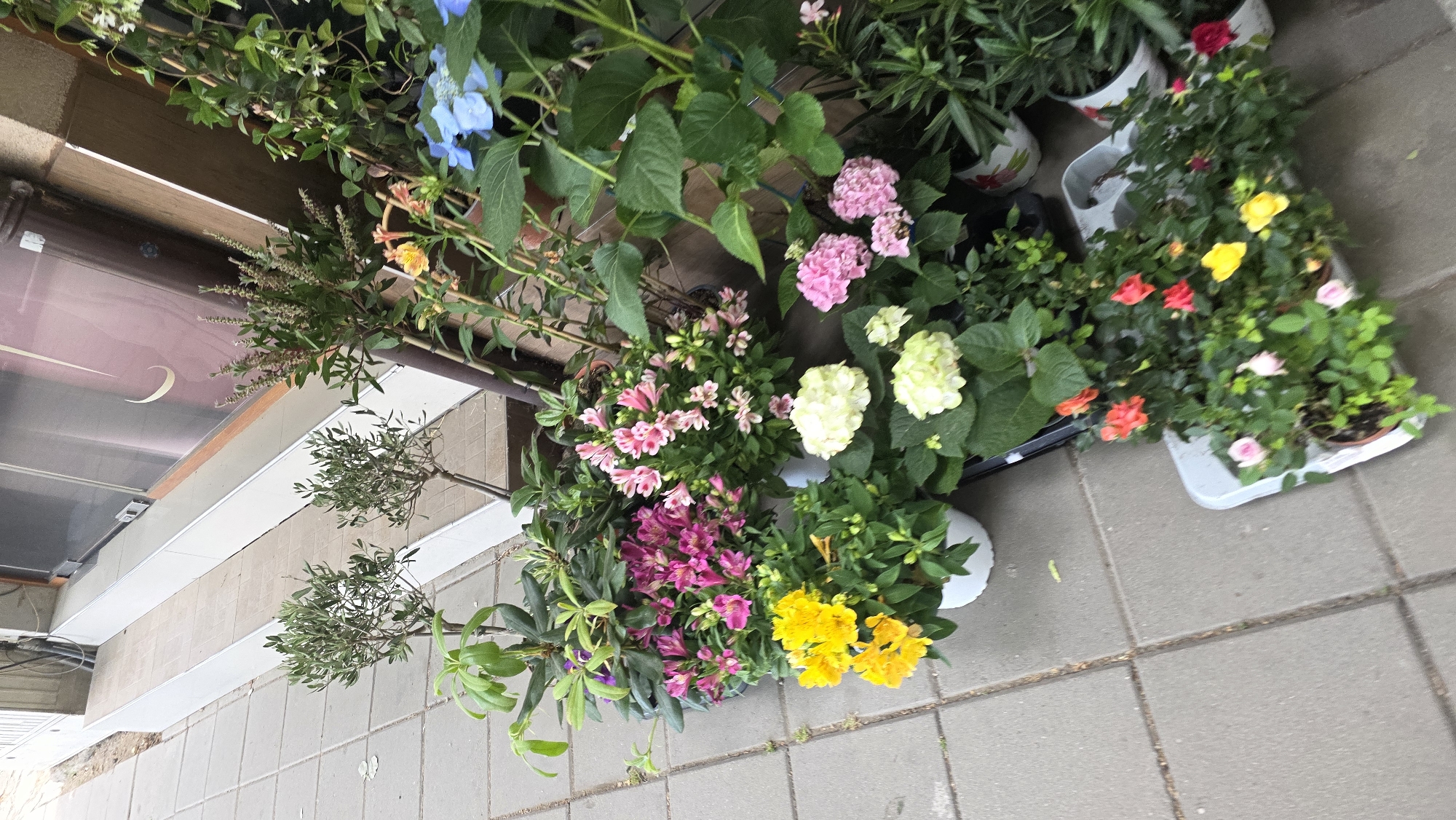 The image shows a collection of potted plants displayed outside a building. The plants include hydrangeas in shades of blue, pink, and white, as well as a variety of other flowering plants in colors such as yellow, orange, and pink. Some of the plants are in white pots, while others are in dark-colored pots. The plants are arranged along a sidewalk or tiled area outside of what appears to be a residential building or shopfront. The tile pattern suggests the scene is an urban setting. The presence of the variety of flowers indicates a personal touch, possibly a homeowner tending to their garden. The building itself has a dark-colored door and steps leading up to it. There is no clear indication that the image was taken in Blagoevgrad, Bulgaria. The precise geographic location of the scene cannot be conclusively determined from the provided visual information. There are no people in the image.