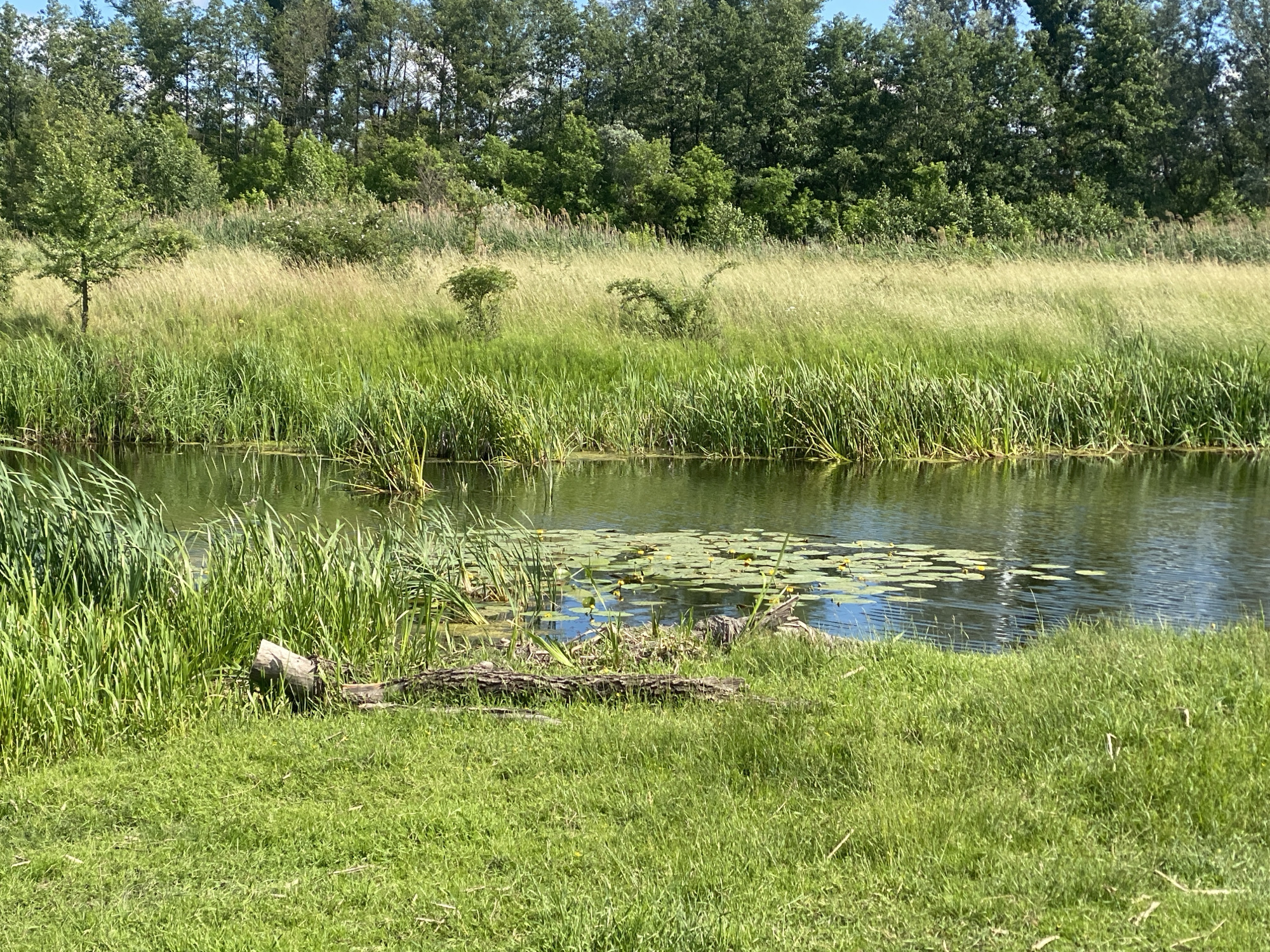 A serene, sunlit canal scene is depicted in Ustyvytsia, Ukraine. The foreground is a lush, green grassy bank, dotted with fallen branches and a prominent log lying horizontally. The canal itself is a shimmering expanse of water, reflecting the sky and surrounding vegetation. On the water's surface, clusters of lily pads and yellow water lilies create a natural mosaic. Along the far bank of the canal, tall green reeds and grasses grow densely, transitioning into a band of golden, dry grasses. Beyond this, a line of mature, leafy trees forms a verdant backdrop against a clear blue sky. The overall impression is one of natural tranquility and unspoiled landscape.