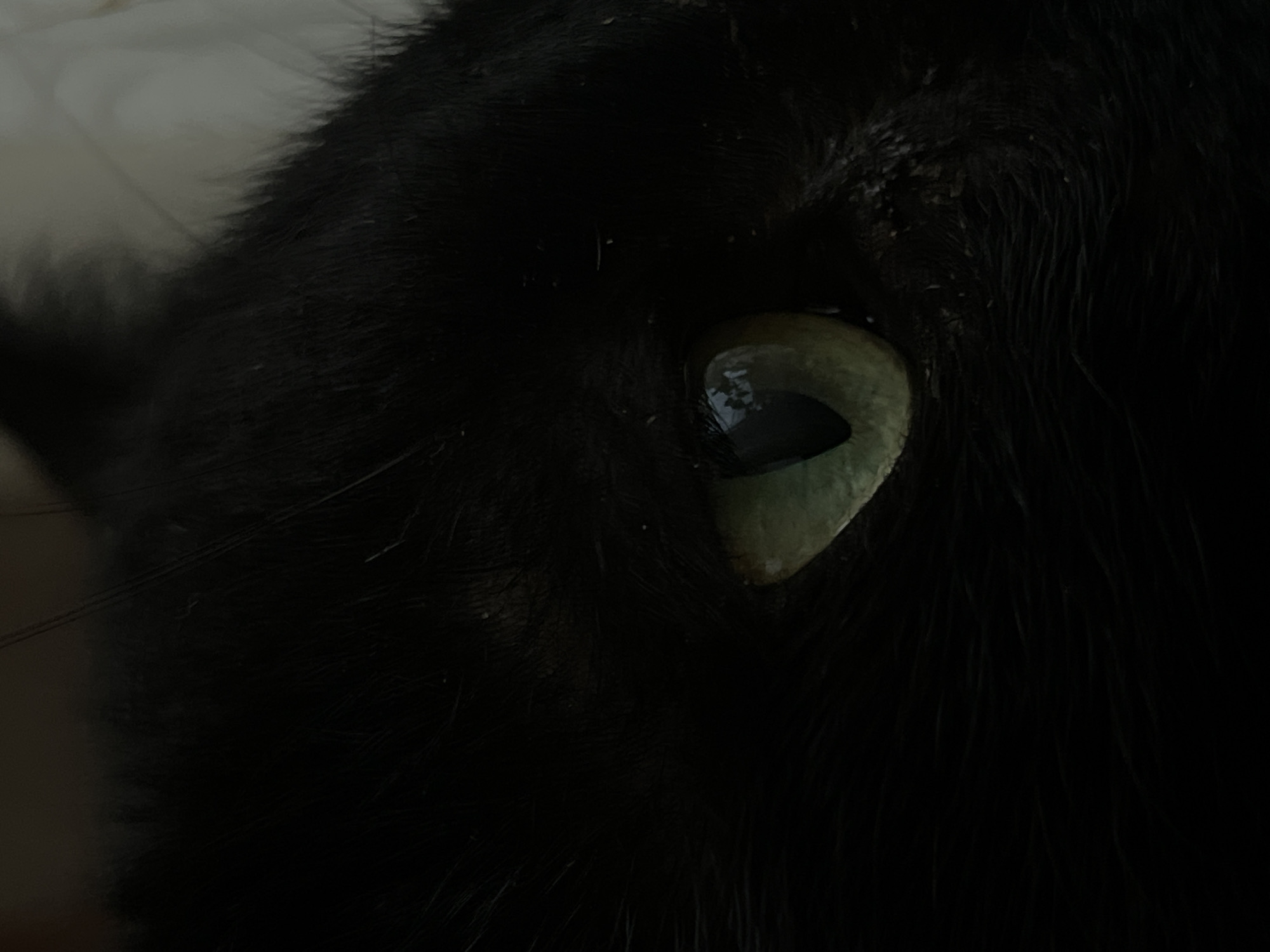A close-up photograph shows the eye of a black cat. The iris is light green. Black fur surrounds the eye. The background is a lighter color out of focus. The location in the city of Vratsa, Bulgaria, cannot be determined from the image.