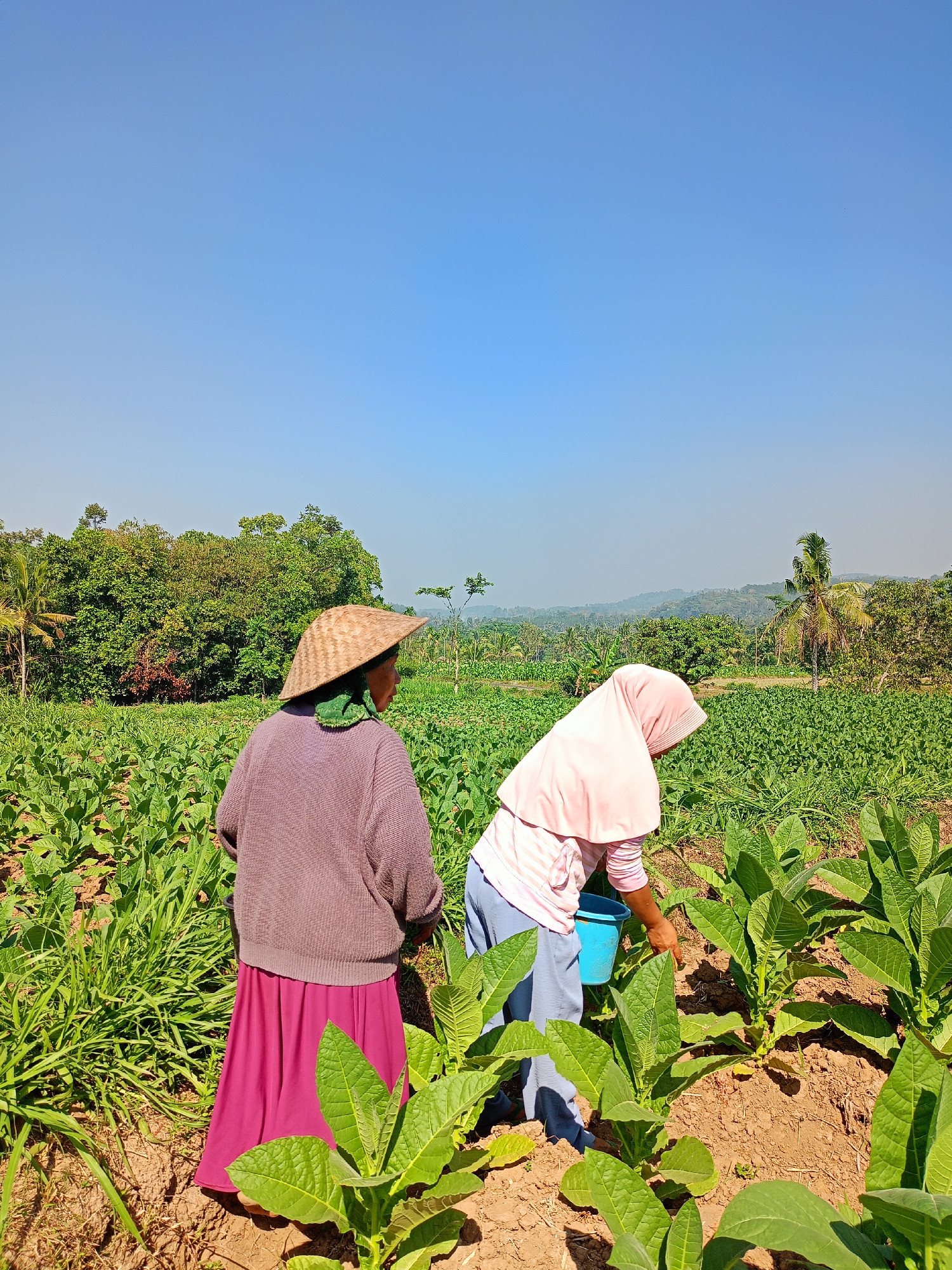 In Panduman, Indonesia, two individuals are working in a tobacco field under a clear blue sky. The person on the left, wearing a traditional conical hat and a purple sweater over a magenta skirt, faces away from the camera. The person on the right, dressed in a pink hijab and light blue pants, is bent over, tending to the plants and holding a blue bucket. The field is filled with rows of healthy, green tobacco plants, and in the background, a lush green forest and rolling hills are visible, with a prominent palm tree in the mid-ground. The ground is predominantly brown soil, with some dry leaves and grass scattered throughout. The sunlight suggests it is daytime.