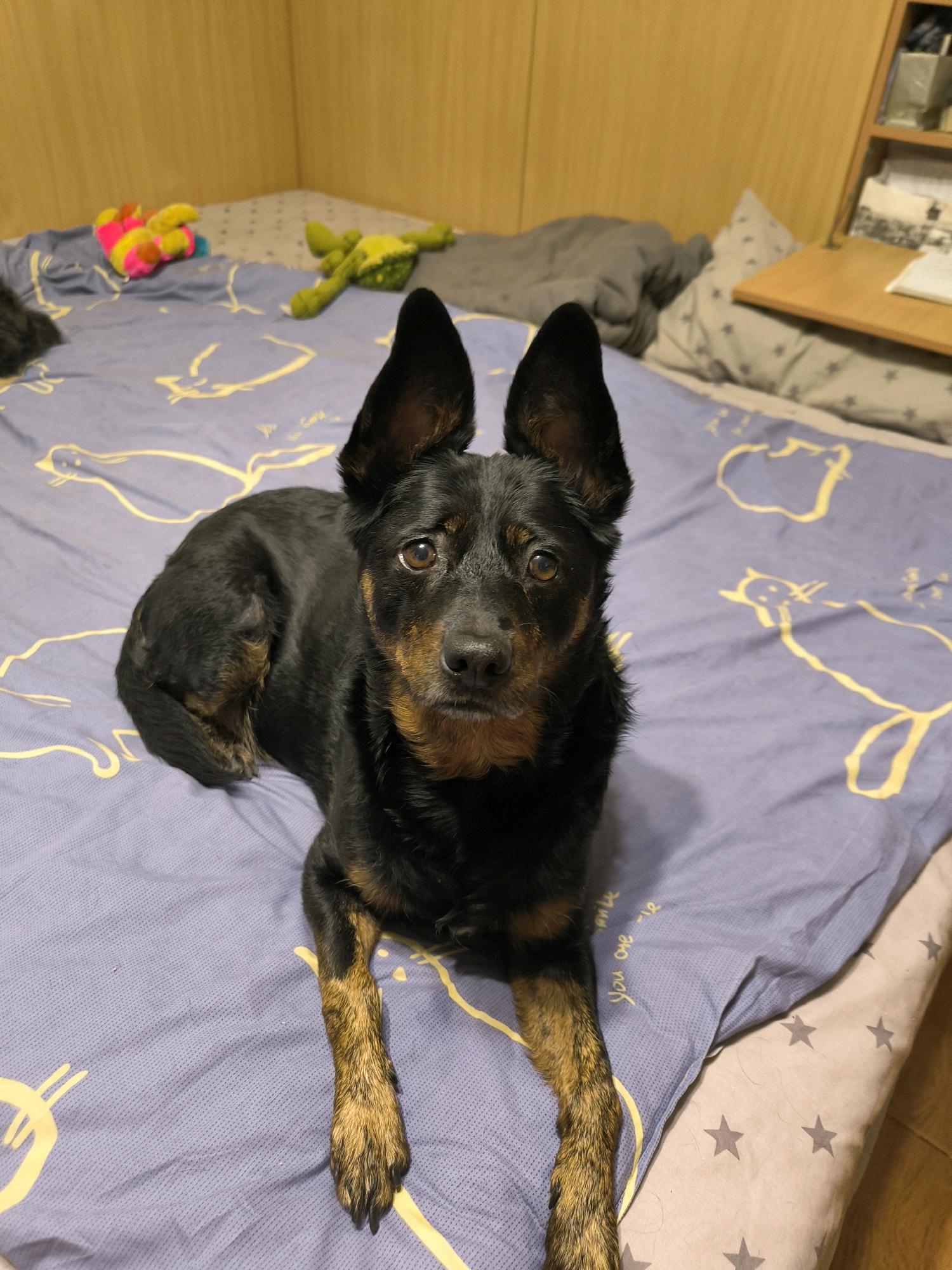 A black and tan dog with large ears lies on a bed with a purple comforter adorned with yellow cartoonish animal outlines. The dog is looking directly at the camera. In the background, to the left of the dog, are two plush toys: one is a multi-colored, striped toy with yellow limbs, and the other is a lime green toy resembling a frog. Behind the dog, further into the background, are pillows and a grey folded blanket. To the right of the dog, a wooden shelf unit with items on it is visible, and part of a desk with a wooden surface is also in view. The wooden wall paneling of a room is visible at the top of the image. The setting appears to be indoors, within a domestic environment in the city of Mykolaiv, Ukraine.