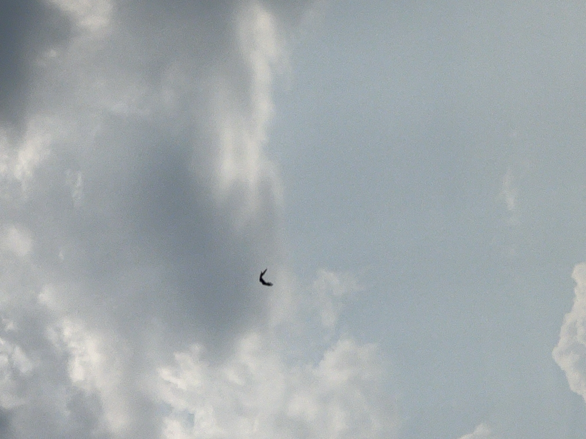 The image shows a silhouette of a bird with its wings outstretched, mid-flight against a cloudy sky. The bird is small and dark, appearing as a black shape against the lighter backdrop of the sky and clouds. The sky is overcast with varying shades of grey and white clouds, suggesting it is daytime with potentially changing weather. The bird is positioned in the lower-left quadrant of the image, curved in a graceful arc as if diving or performing an aerial maneuver. The clouds are dense and diffused, creating a soft, atmospheric effect. There is no visible text in the image. The setting appears to be an outdoor environment, likely over open space given the clear view of the sky. The time of day is indeterminate but can be inferred to be daylight hours due to the presence of clouds. The scene evokes a sense of freedom and the natural beauty of avian flight.