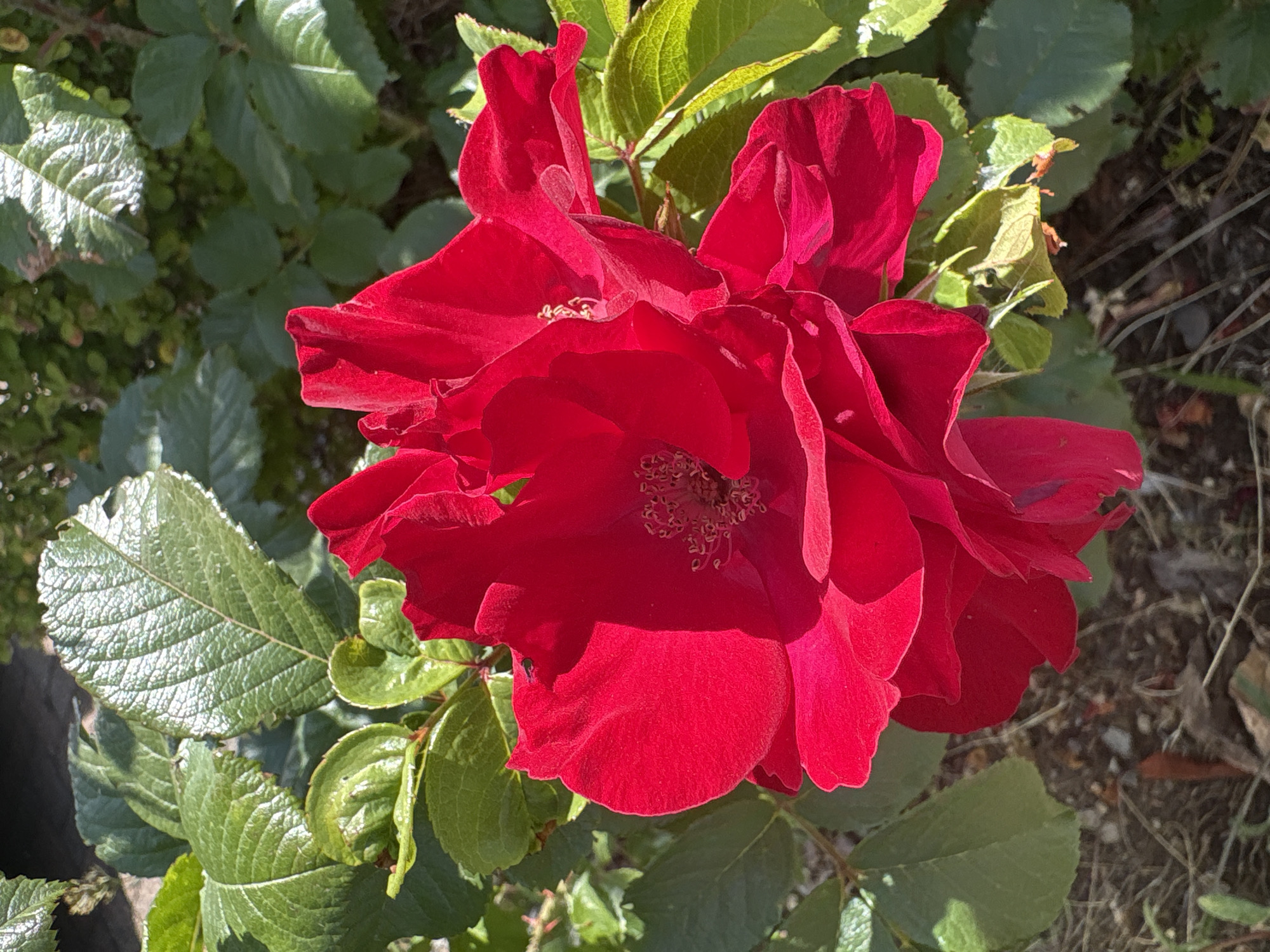 A vibrant red rose is in full bloom, its petals unfurling in the sunlight. The rose is surrounded by lush green leaves, some of which are catching the light, creating a dappled effect. The background consists of more foliage and the dry, earthy ground. The image is a close-up of the rose, highlighting its texture and color. The scene is set in a garden, and based on the overall appearance and style of gardening, it is highly probable this photograph was taken in Chelmsford, United Kingdom, within a residential or public garden setting. There are no people or animals visible in the frame.