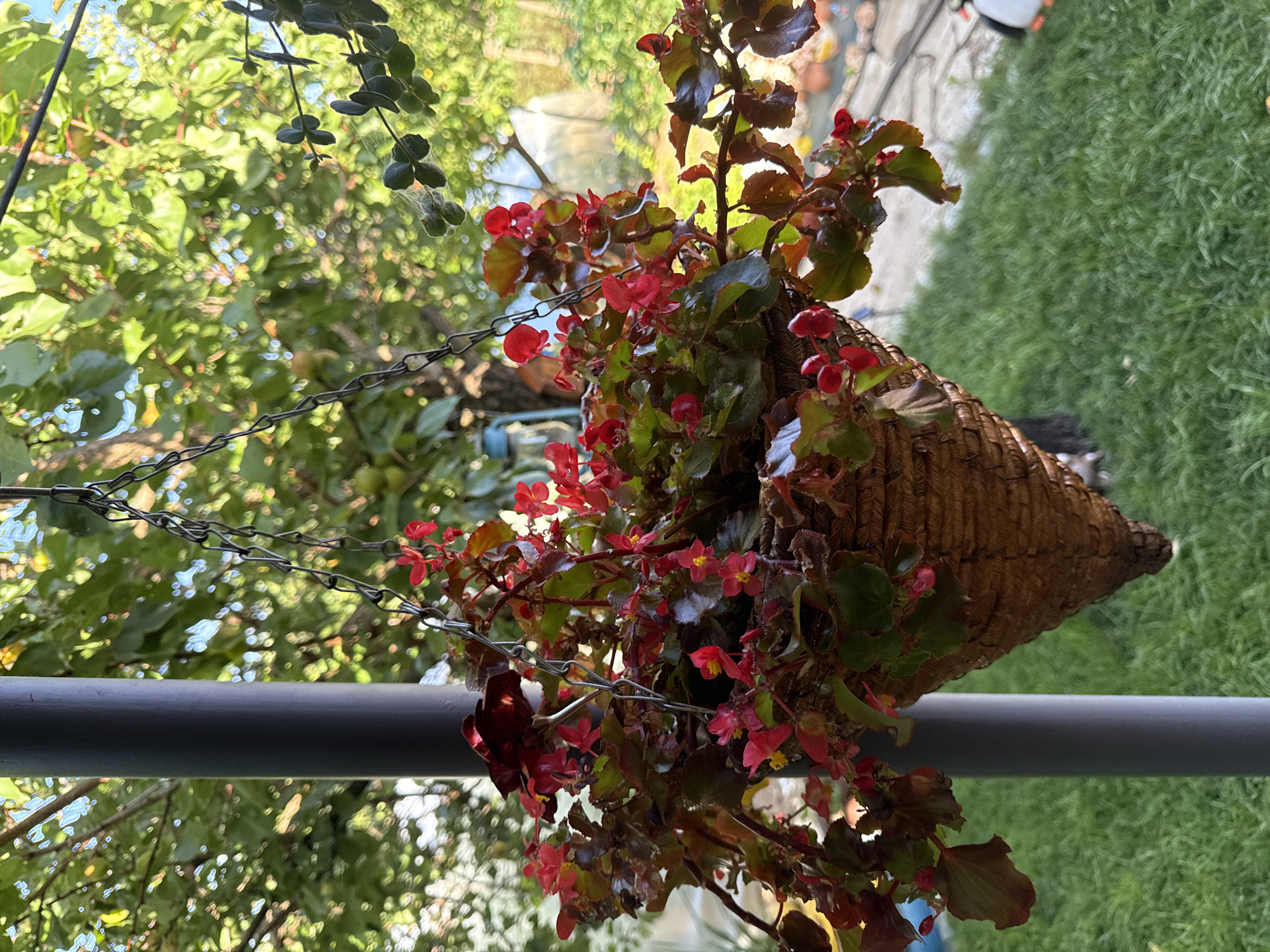 In Gara Oreshets, Bulgaria, a hanging basket filled with red begonias and dark green leaves is suspended by a metal chain from a grey pole. The basket is cone-shaped and appears to be made of woven material. The background consists of lush green grass, trees with dappled sunlight filtering through their leaves, and a glimpse of a greenhouse. The scene suggests an outdoor setting, likely a garden or yard.