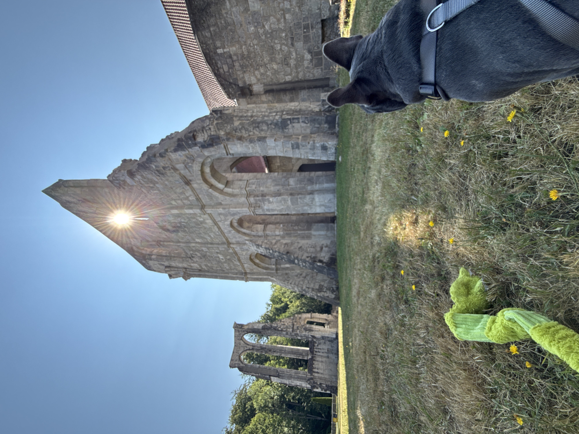 In Walkenried, Germany, a French bulldog wearing a grey harness sits in a grassy field, looking towards the ruins of an ancient structure. The dog is in the foreground, partially obscuring a bright green, fuzzy dog toy lying on the ground. Behind the dog, the ruins are bathed in bright sunlight, with the sun's rays bursting through a gap in the stone structure, creating a starburst effect. The ruins consist of large stone arches and walls, with one section appearing more intact and another more weathered and fragmented, featuring a distinct arched window frame. In the background, lush green trees form a dense forest. The sky is a clear, bright blue. The overall scene captures a peaceful moment in a historical setting.
