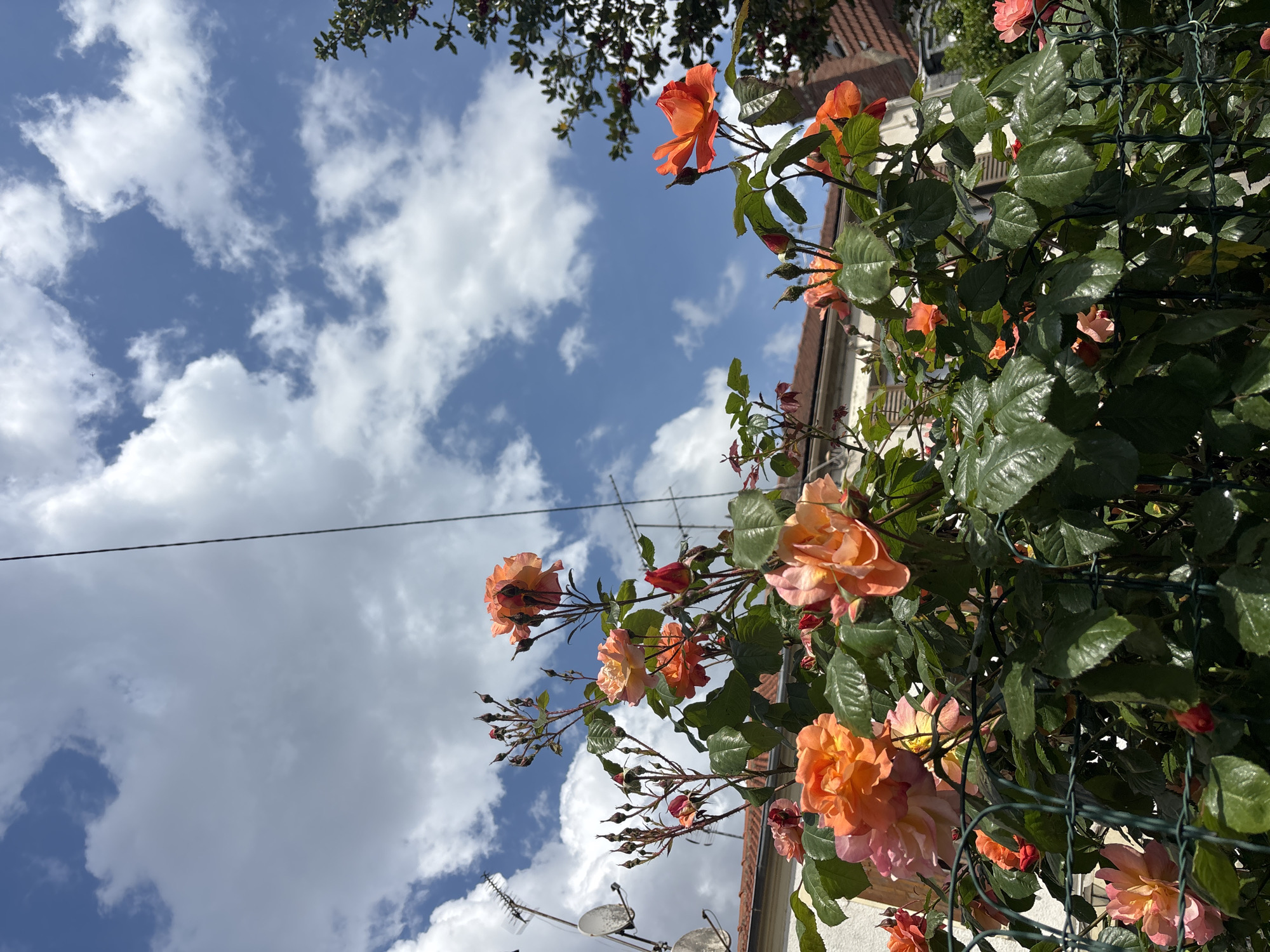 The image captures a scene in Sarcelles, France. The foreground features a vibrant climbing rose bush with orange and pink blooms, intertwined with a green metal trellis. The bush appears to be growing along a building's wall, part of which is visible with a red tiled roof. In the background, a blue sky dotted with white, fluffy clouds dominates the upper part of the frame. An electrical wire stretches across the sky. Lower in the frame, two satellite dishes and a television antenna are mounted on the building. The camera angle is low, looking upwards towards the sky and the roses.